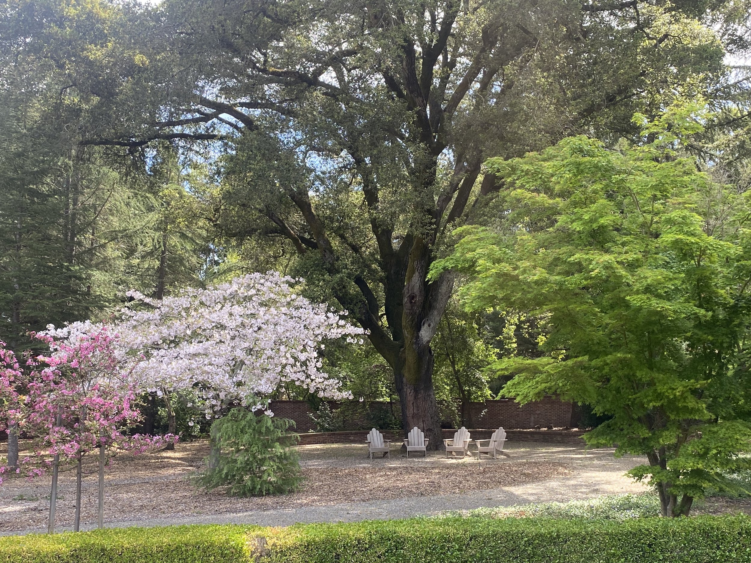 gardens-trees.jpeg