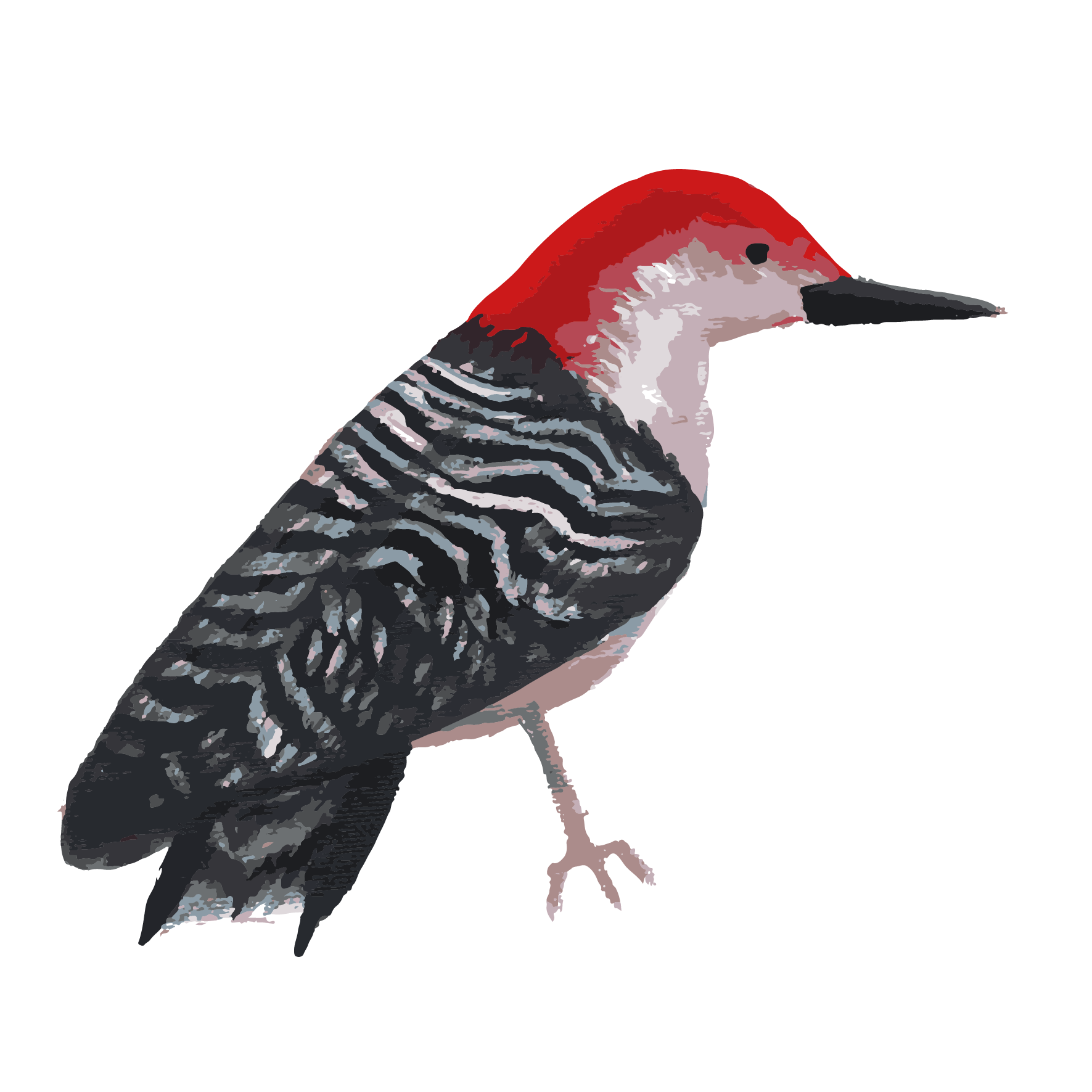 ALL Illustrations - transparent-25.png