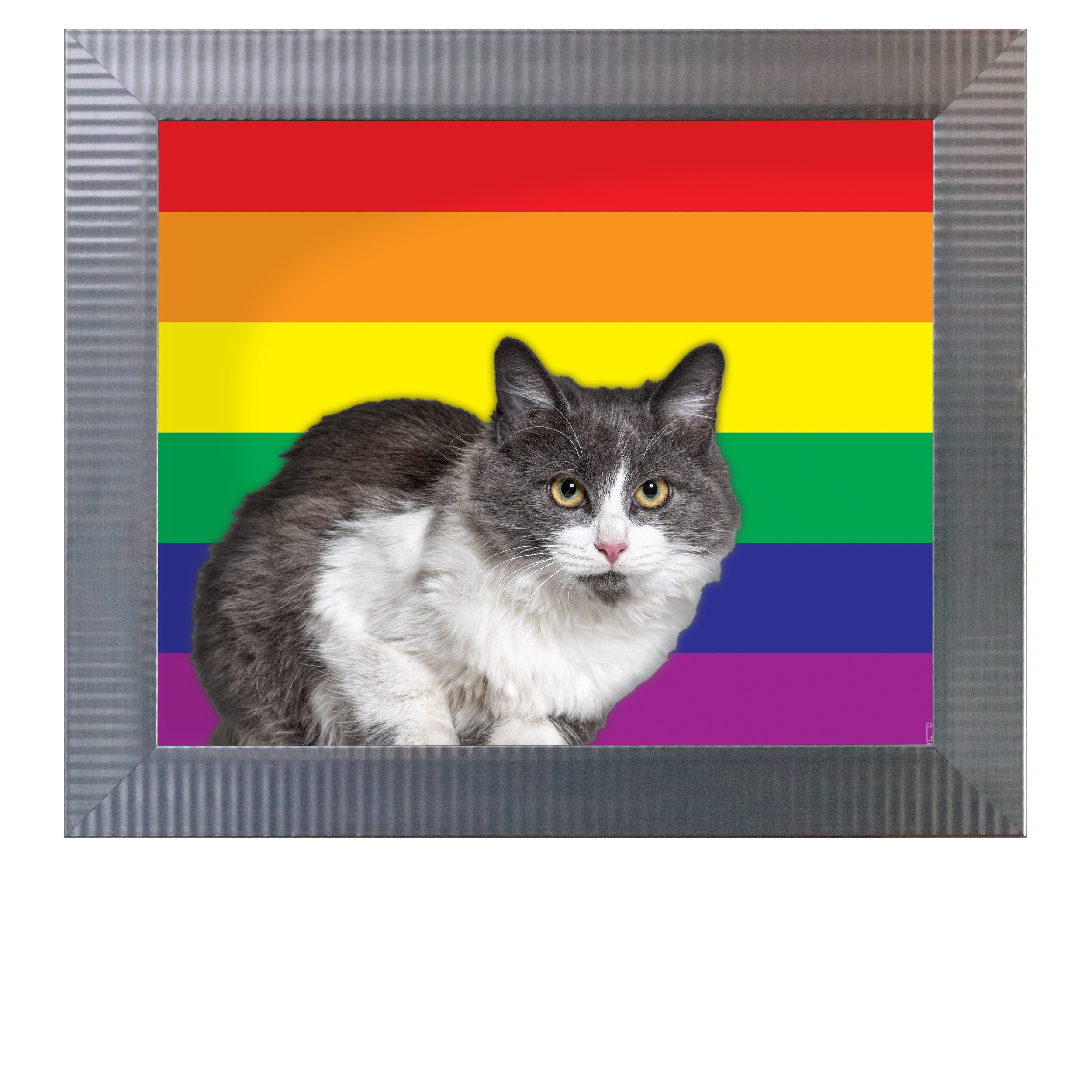 LGBTQ-Pride-Flag-CAT.jpg