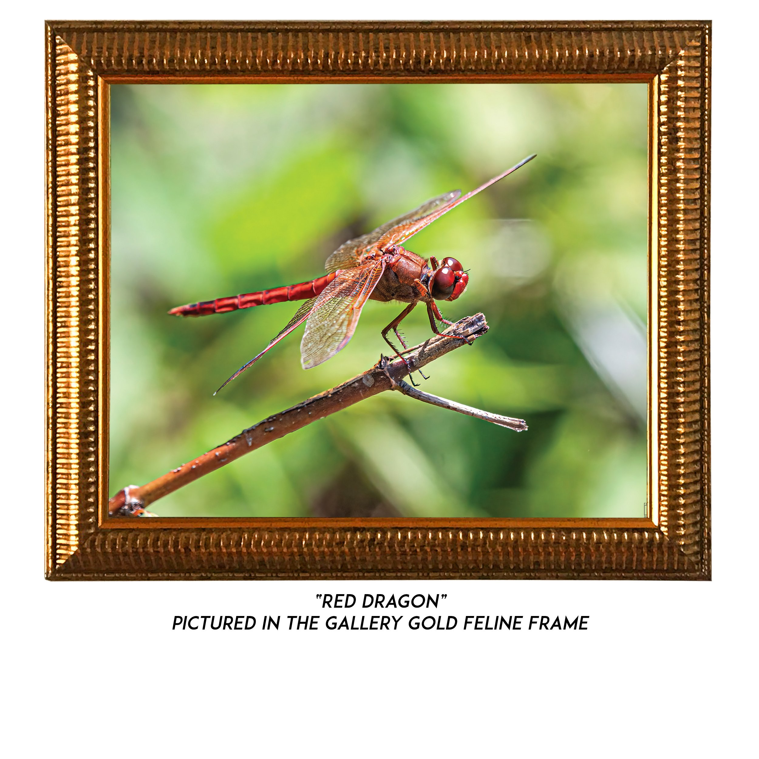 Red-Dragon-G.jpg