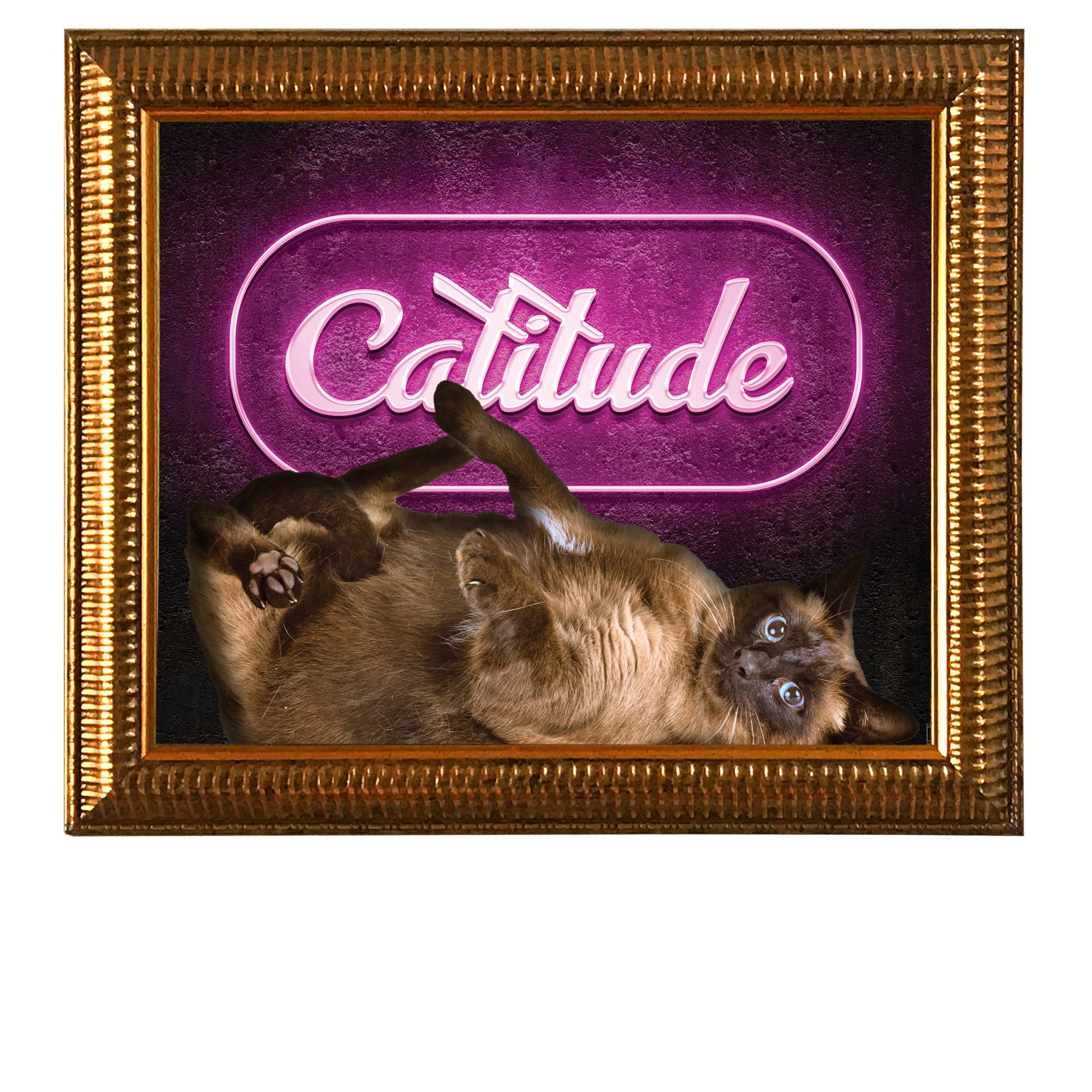 Catitude-Pink-CAT.jpg