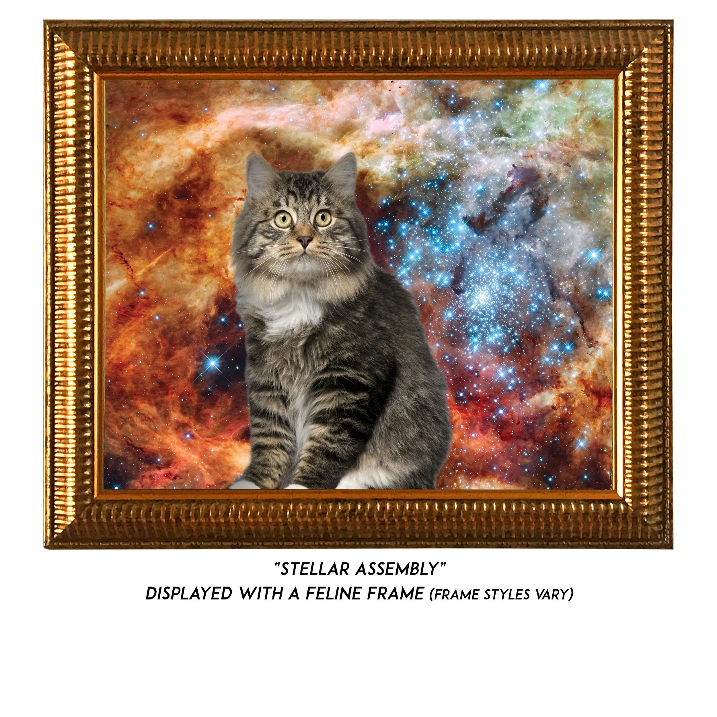 Stellar-Assembly-CAT.jpg
