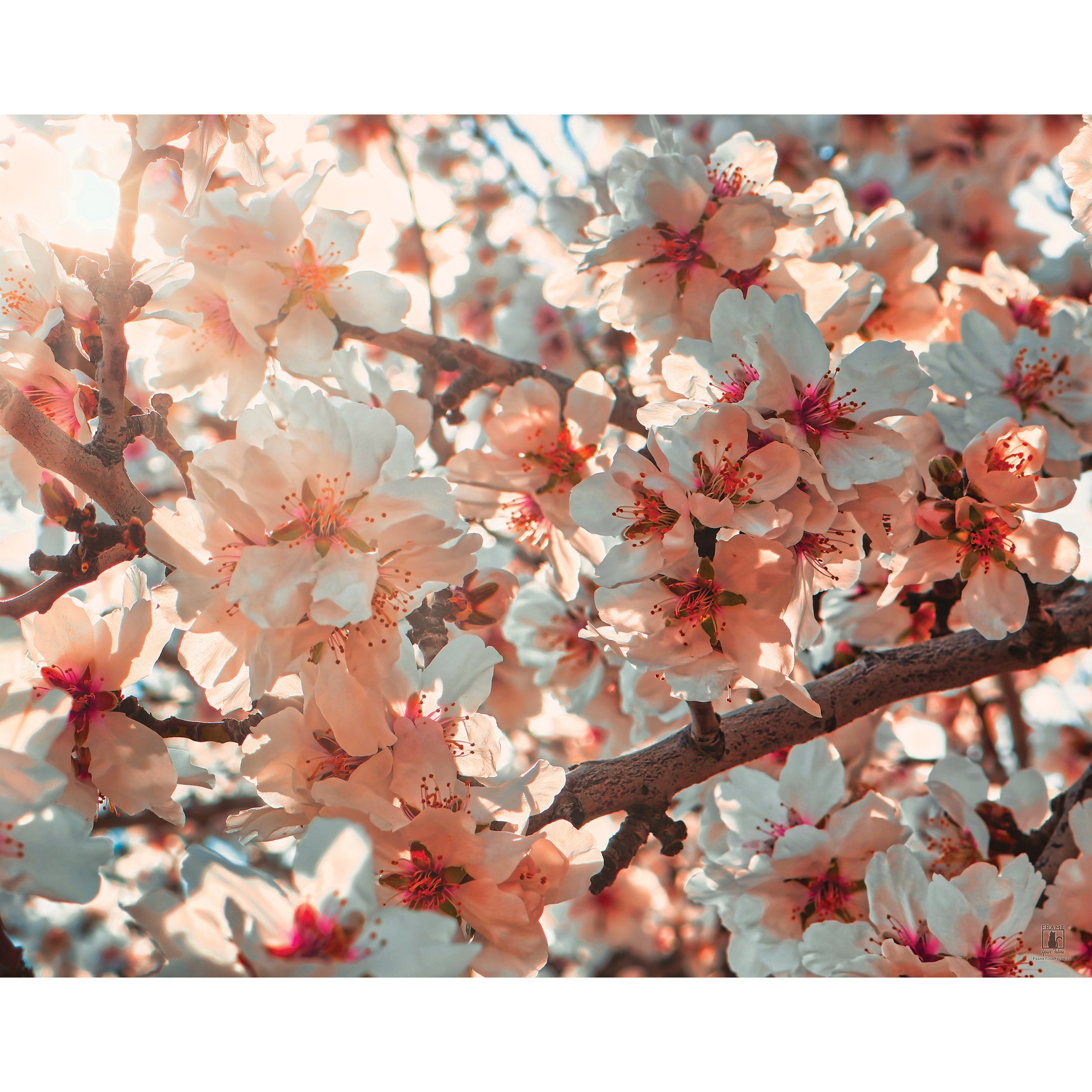 “Almond Blossoms” | By Brian Vermeire