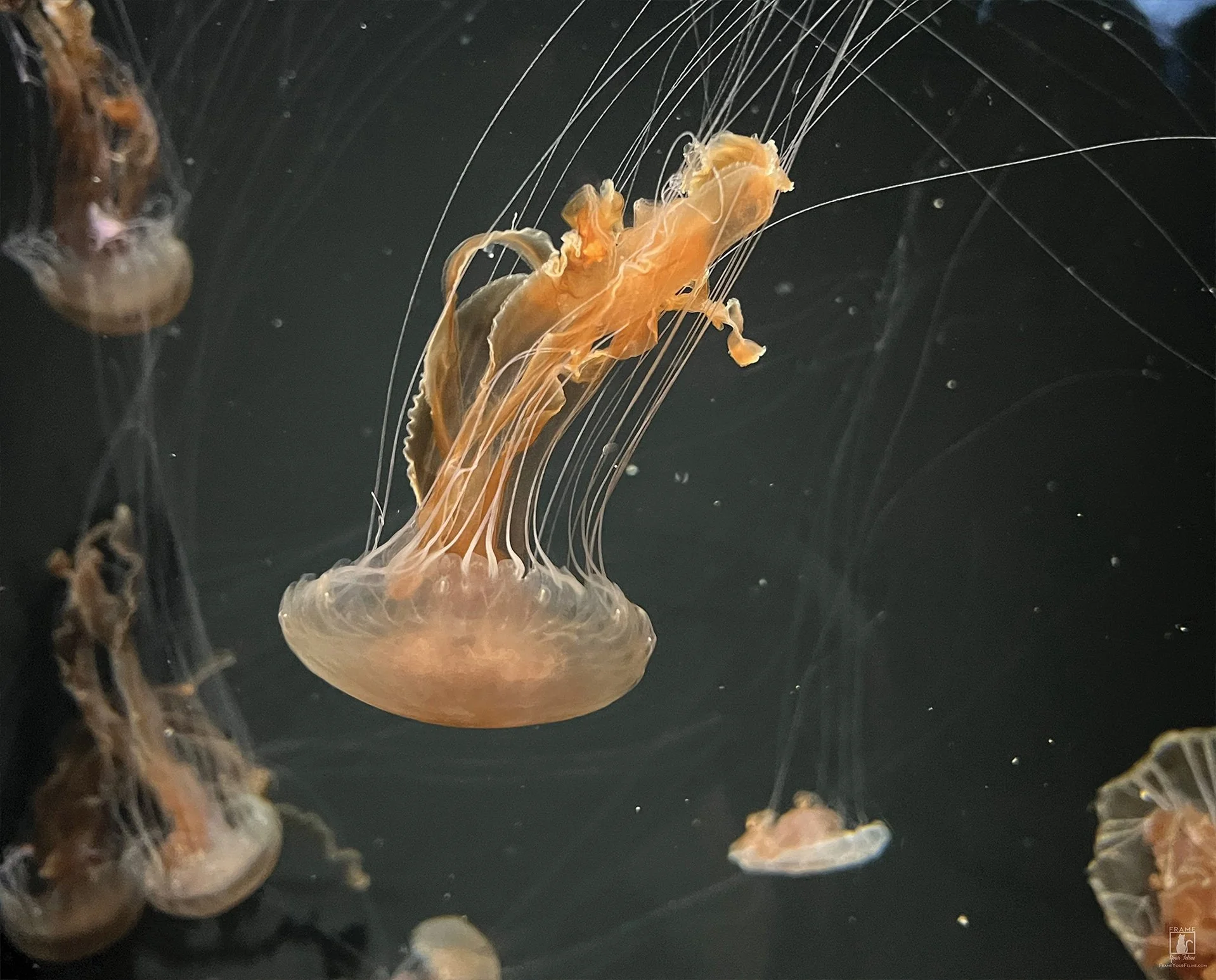 "Jelly Dive" | By Brian Vermeire