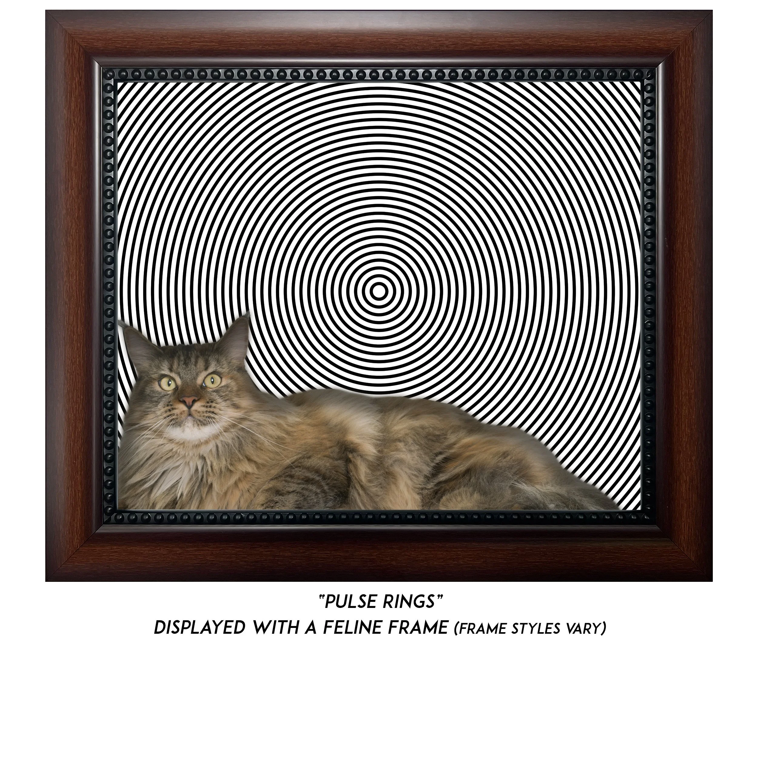 Pulse-Rings-CAT.jpg