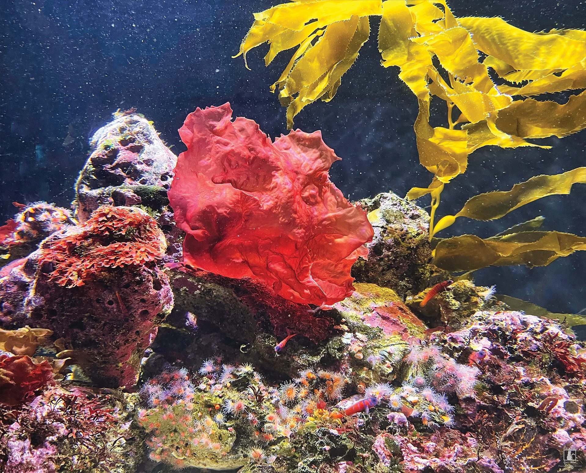 "Hidden Gobies" | Photography by Kristina Hughes