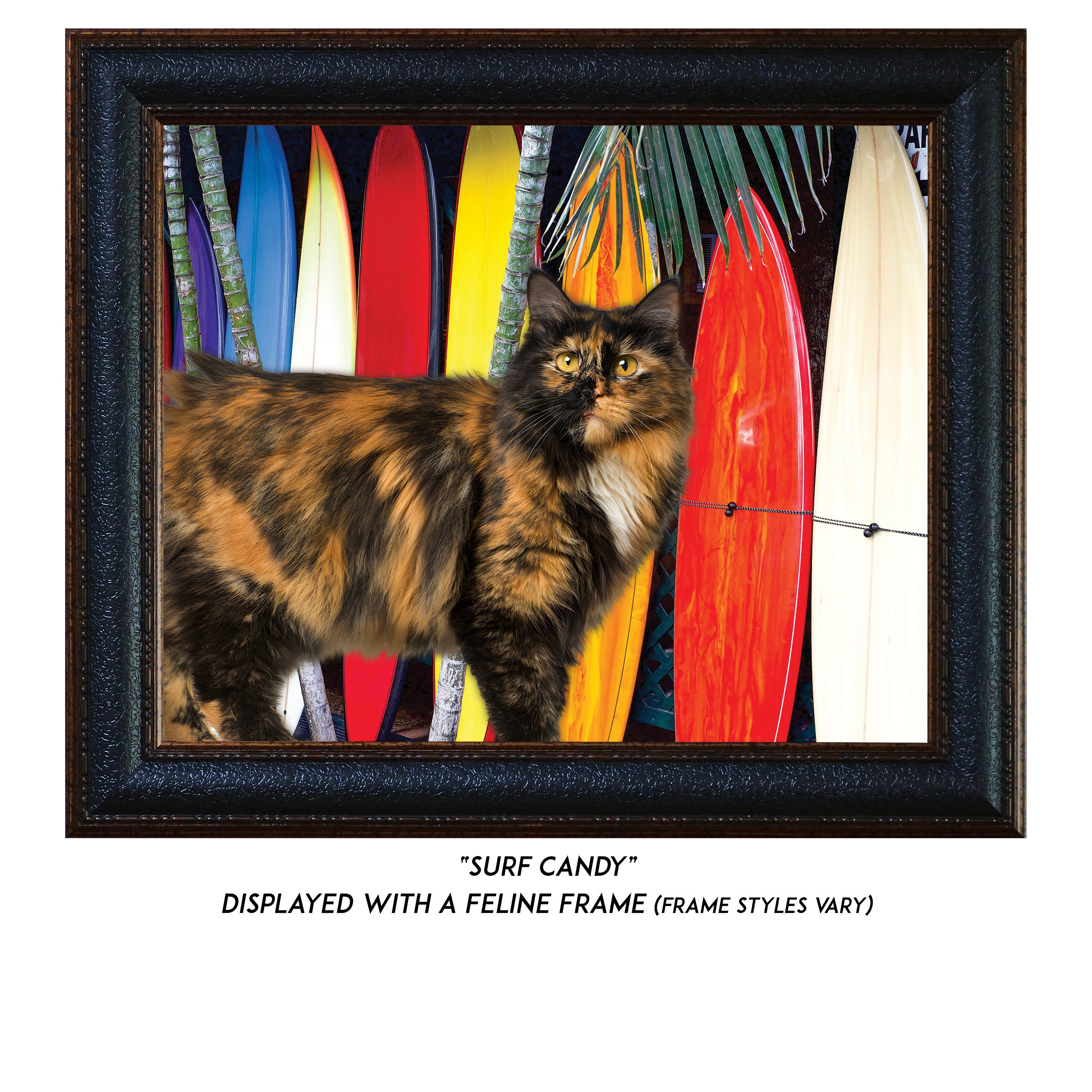 Surf-Candy-CAT.jpg
