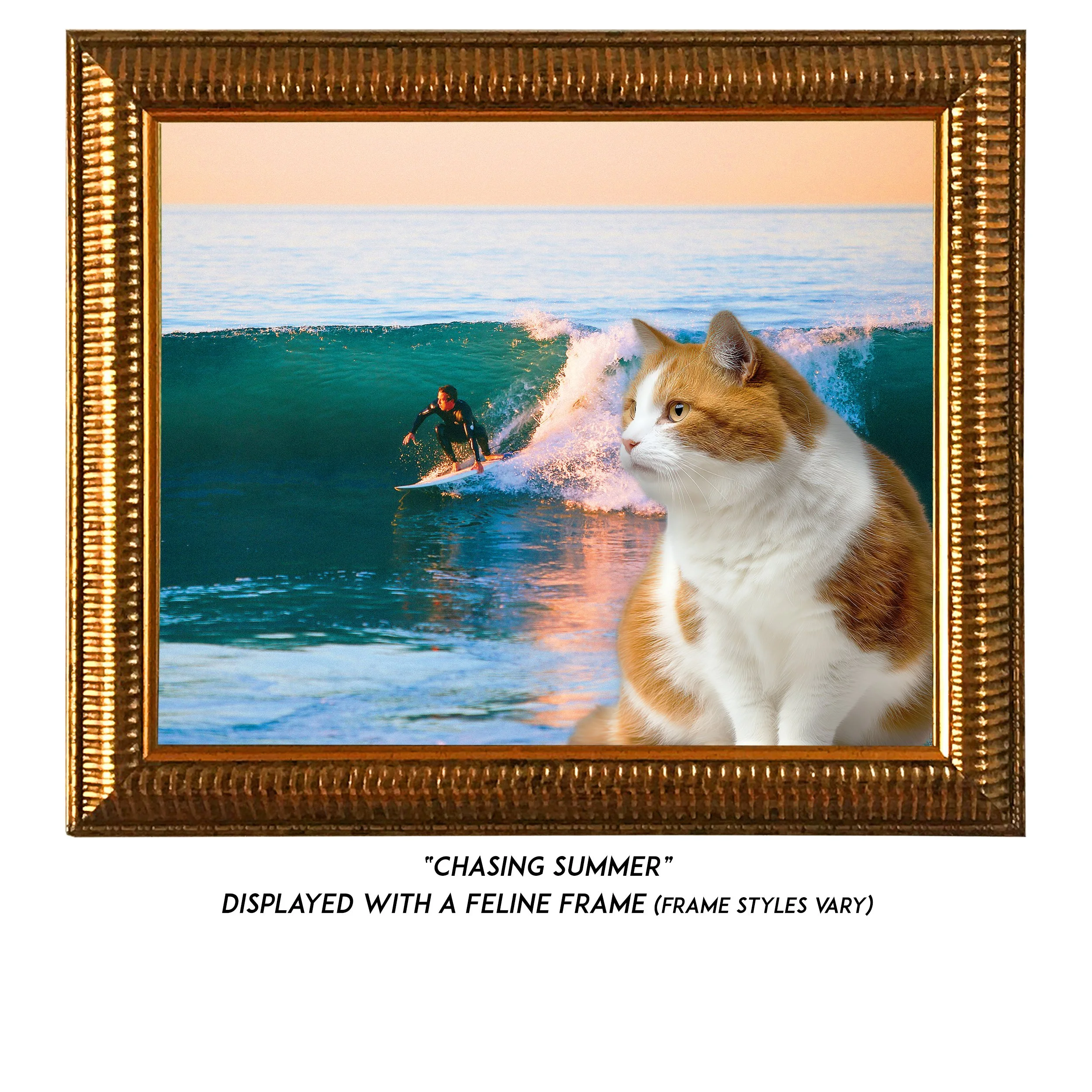 Chasing-Summer-CAT.jpg