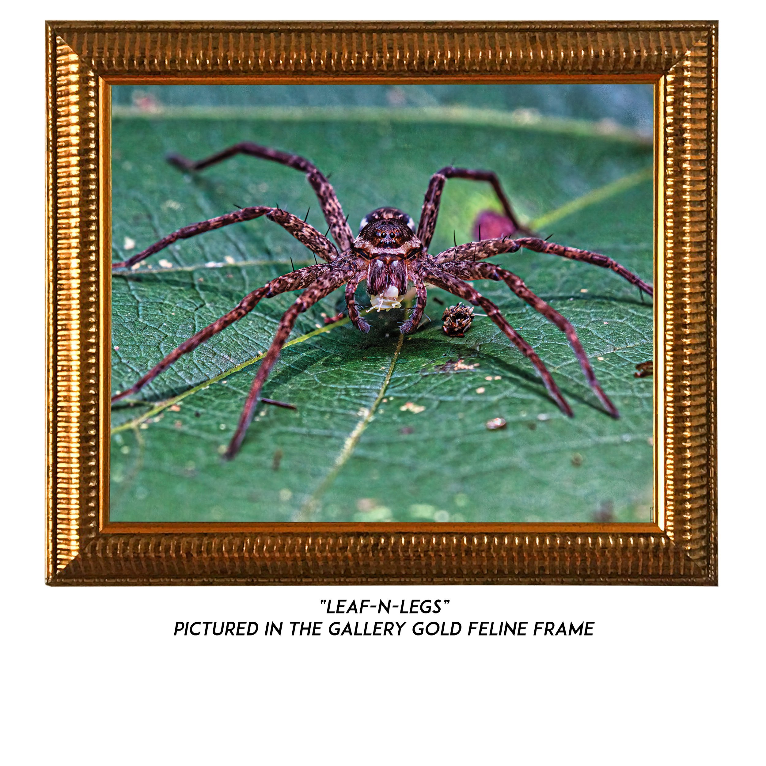 Leaf-n-Legs-G.jpg