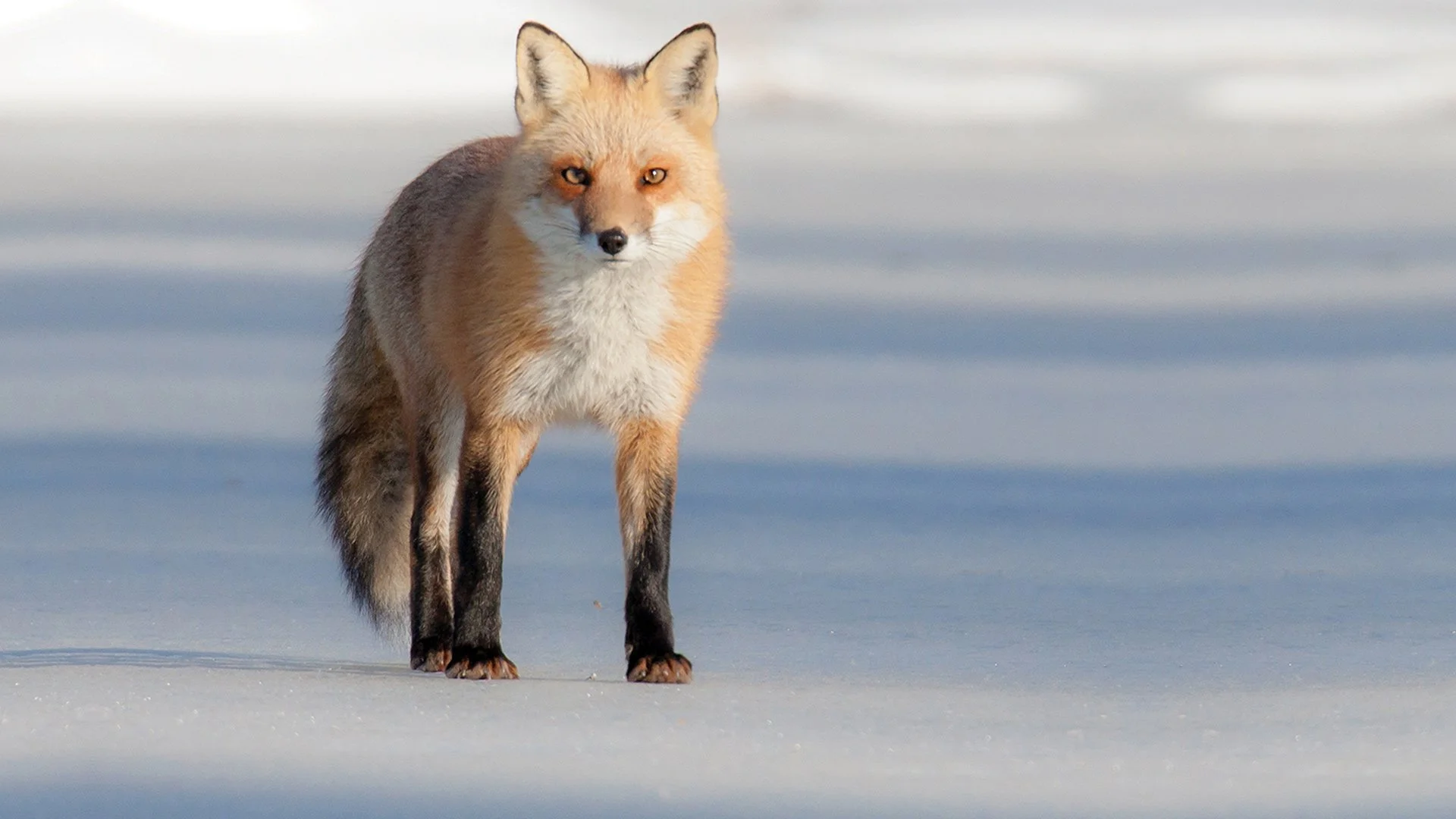 Wildlife