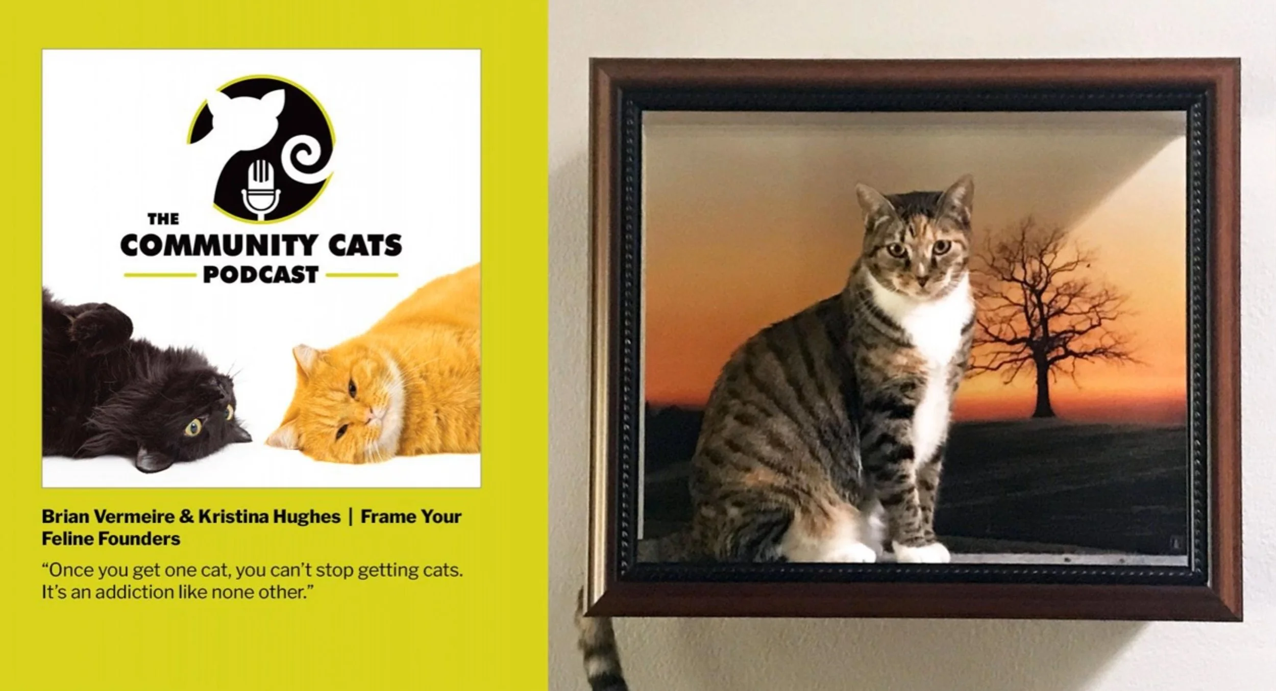 Picture Perfect Cats with Brian Vermeire &amp; Kristina Hughes