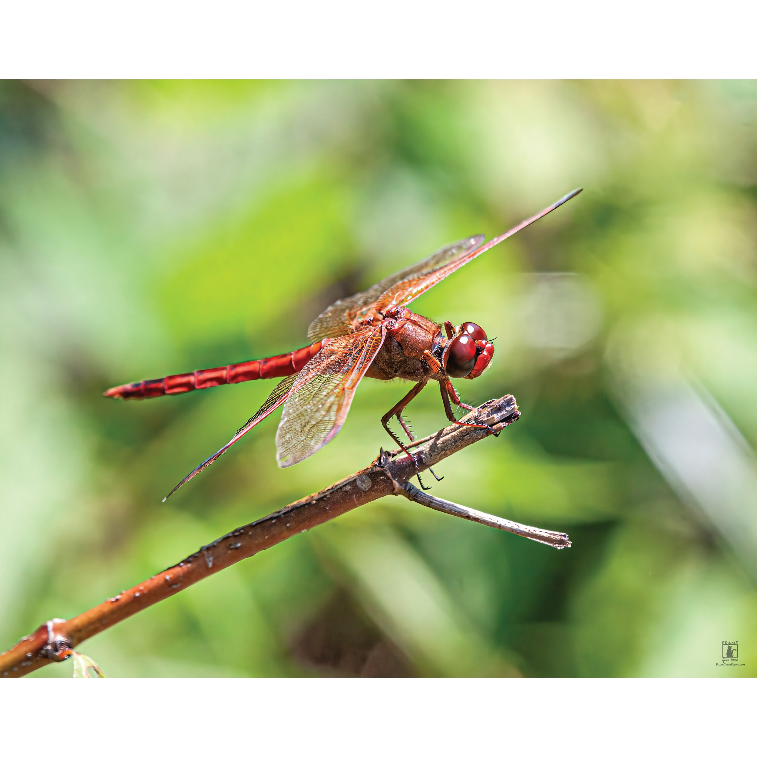 "Red Dragon" | By Mike Powell