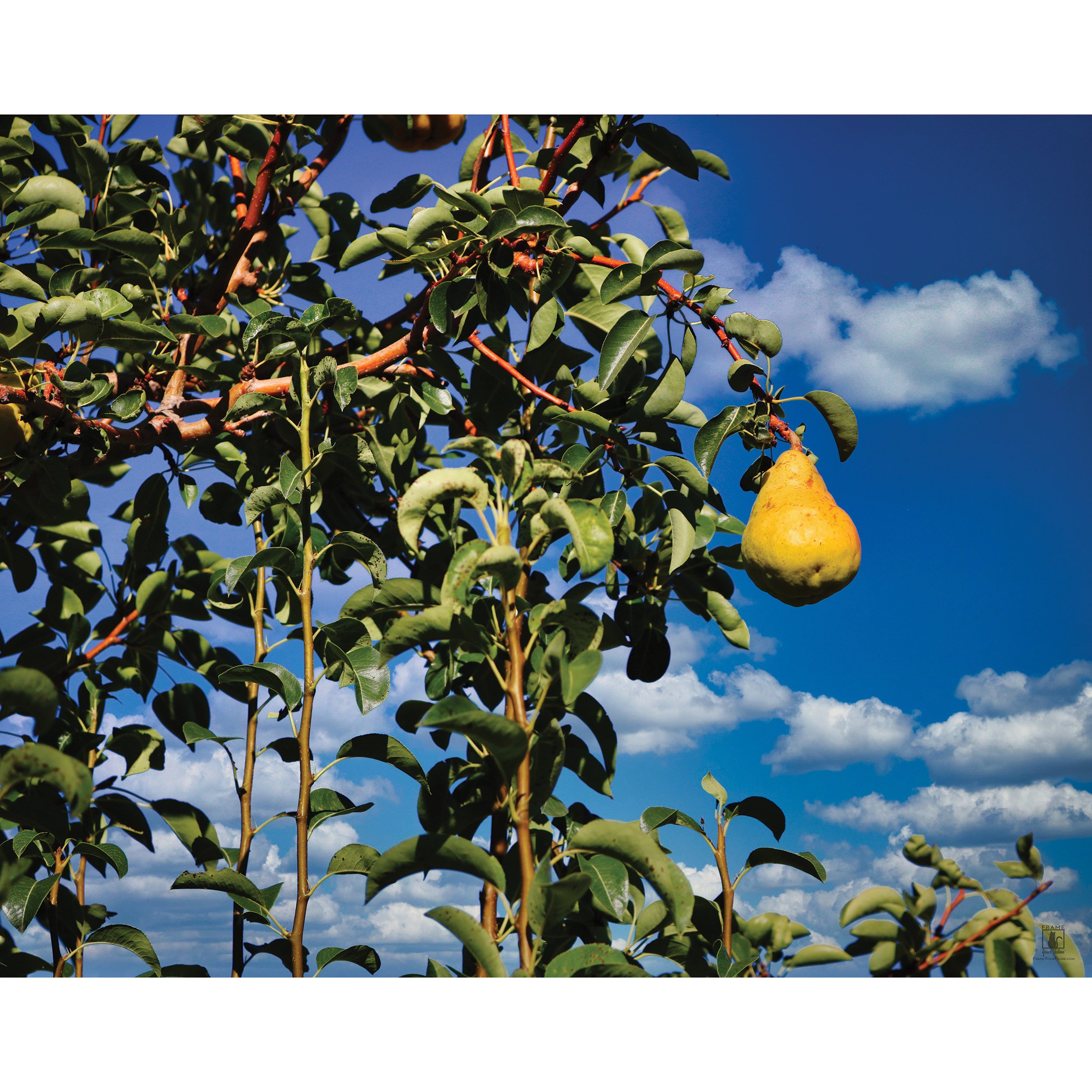 "Under the Pear Tree" | By Brian Vermeire