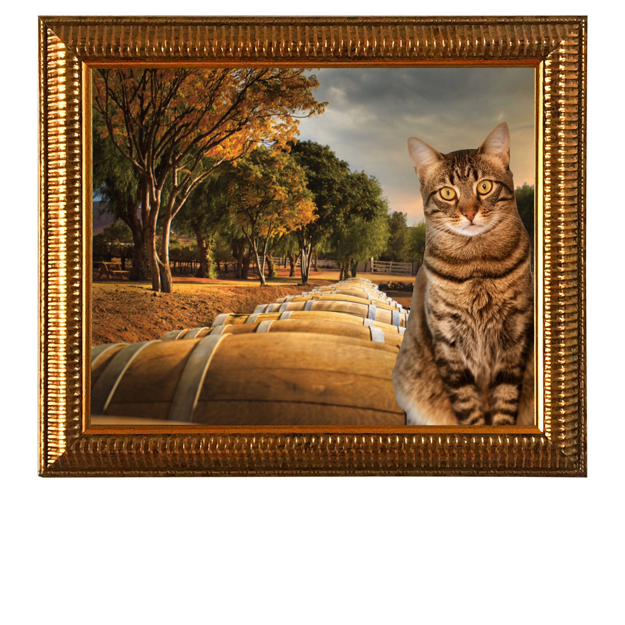 Barrel-Row-Cat.jpg
