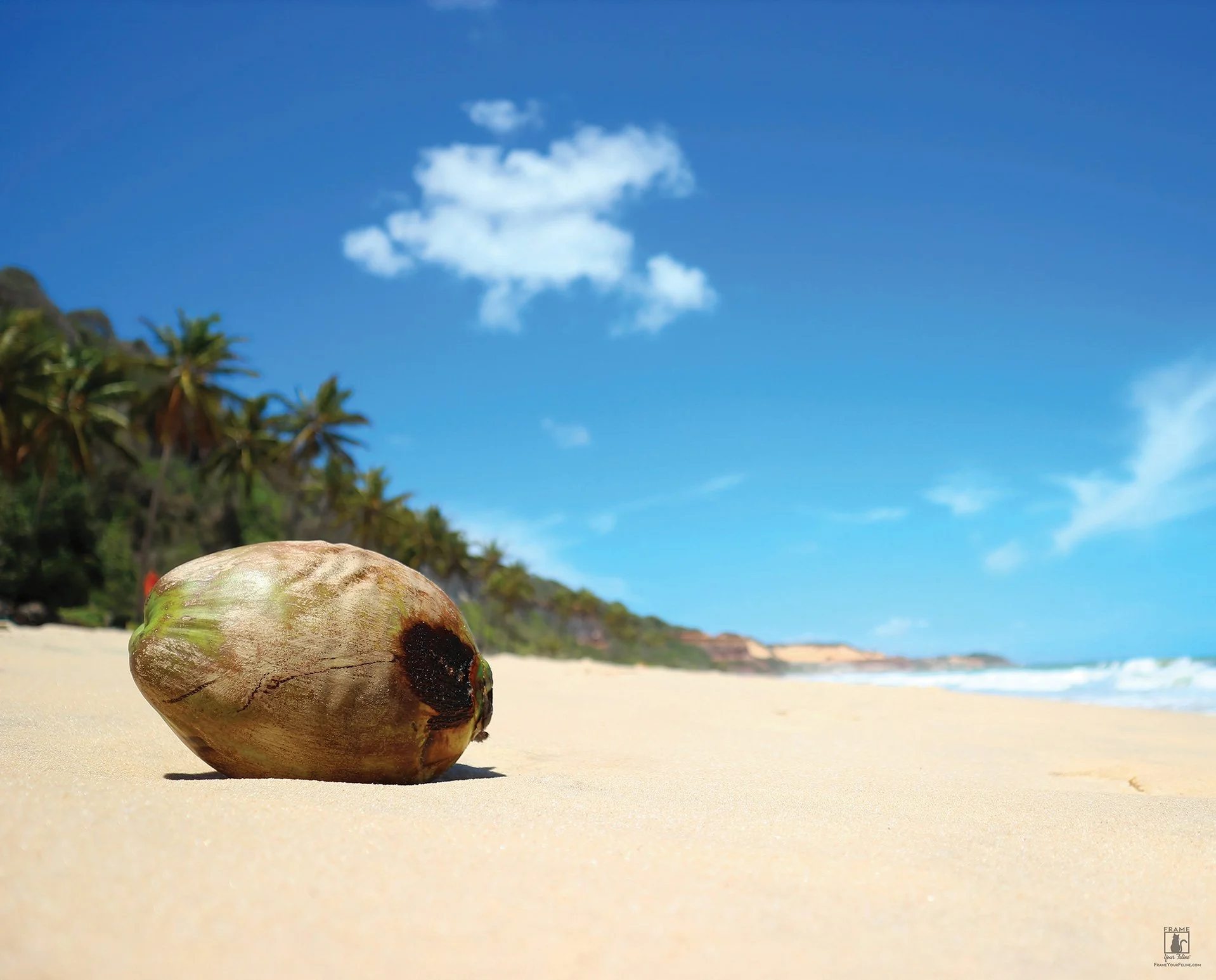 “Lone Coconut” | Photography by Chema Photo