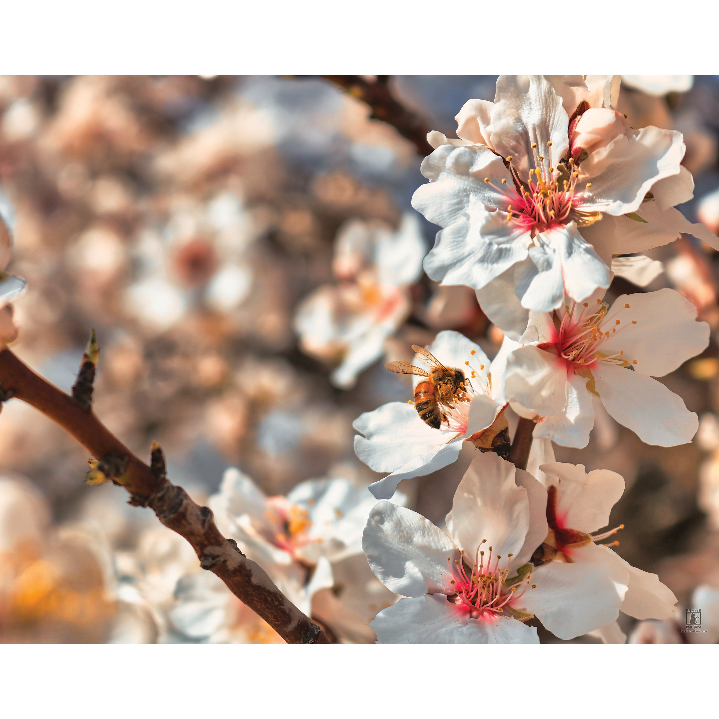 “Almond Blossom Bee” | By Brian Vermeire