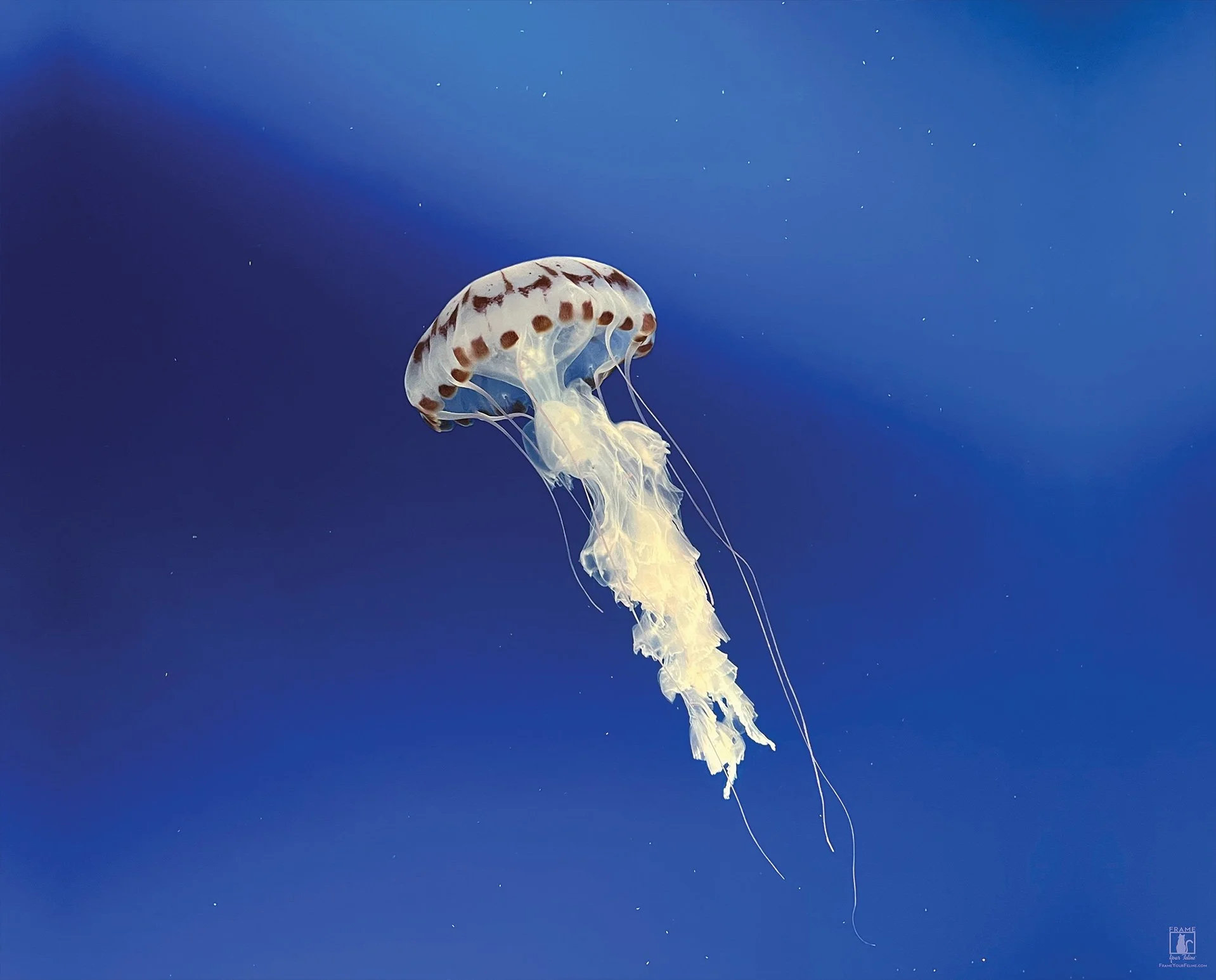 "Jelly Up" | Photography by Kristina Hughes