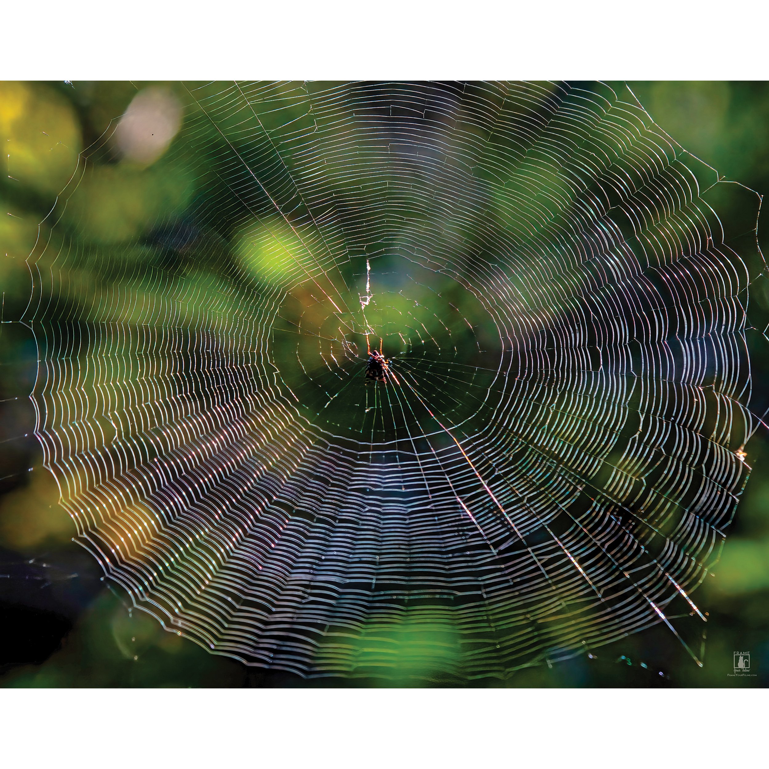 "The Treacherous Trap" | By Mike Powell