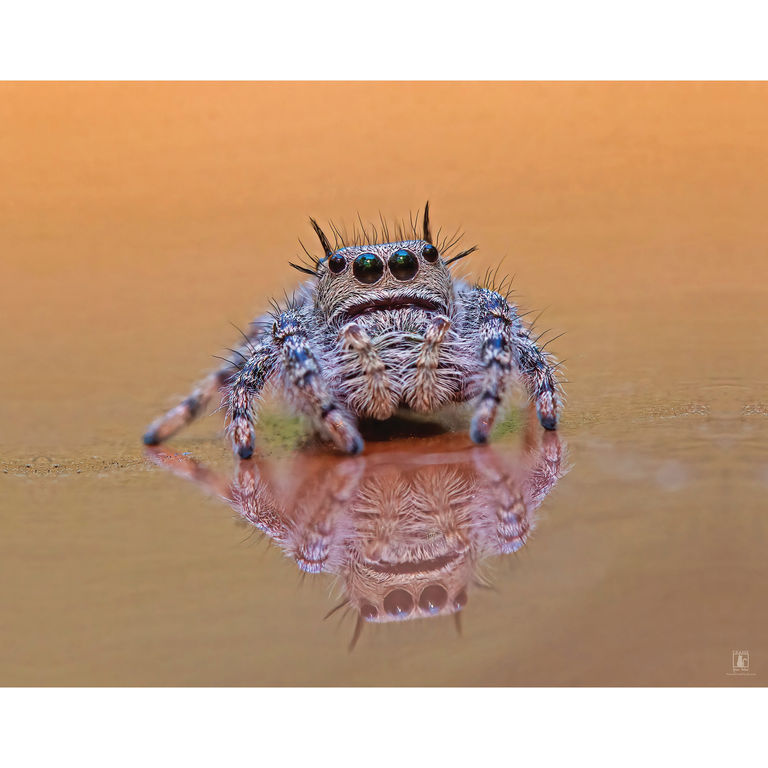 "Spiky Spider" | By Mike Powell