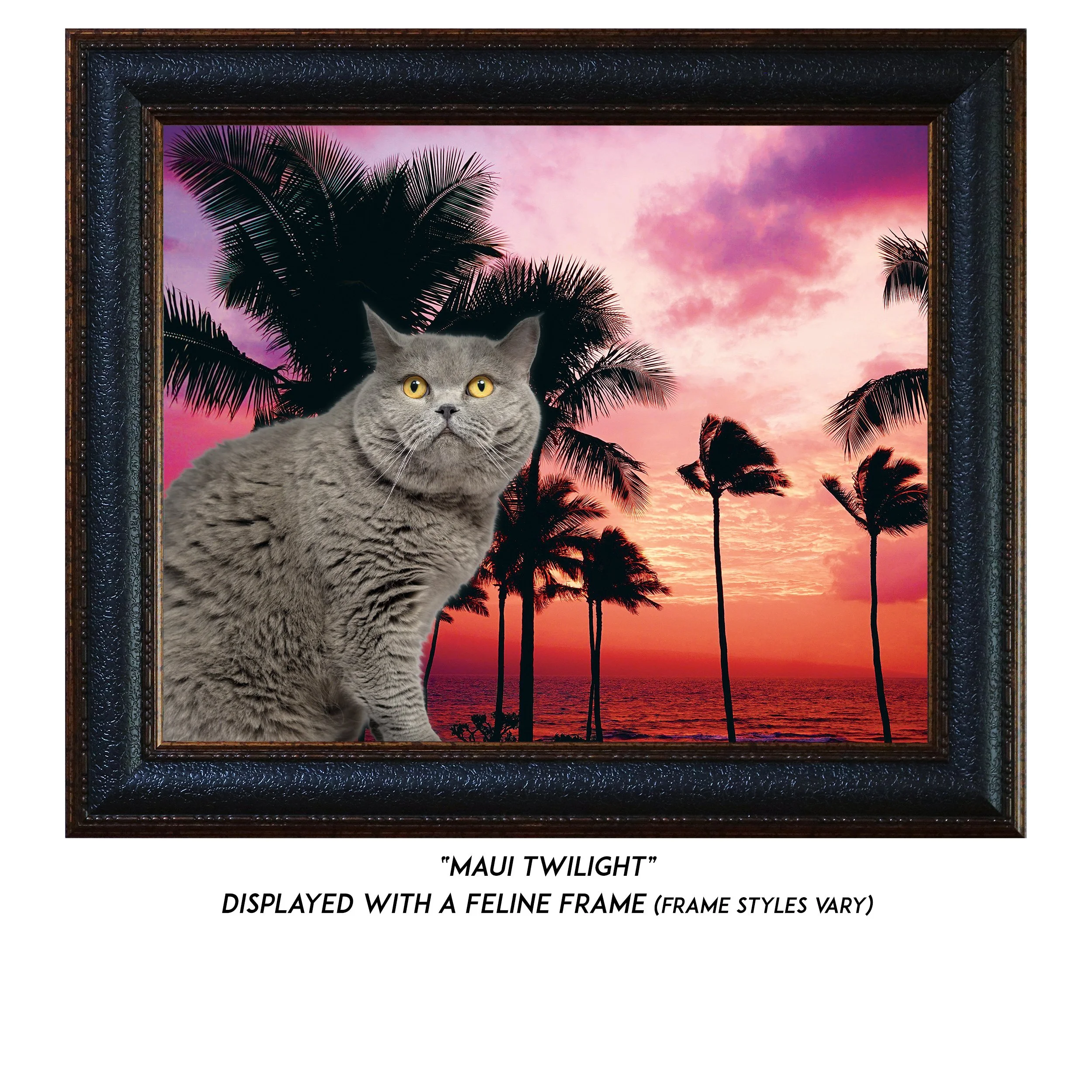 Maui-Twilight-CAT.jpg