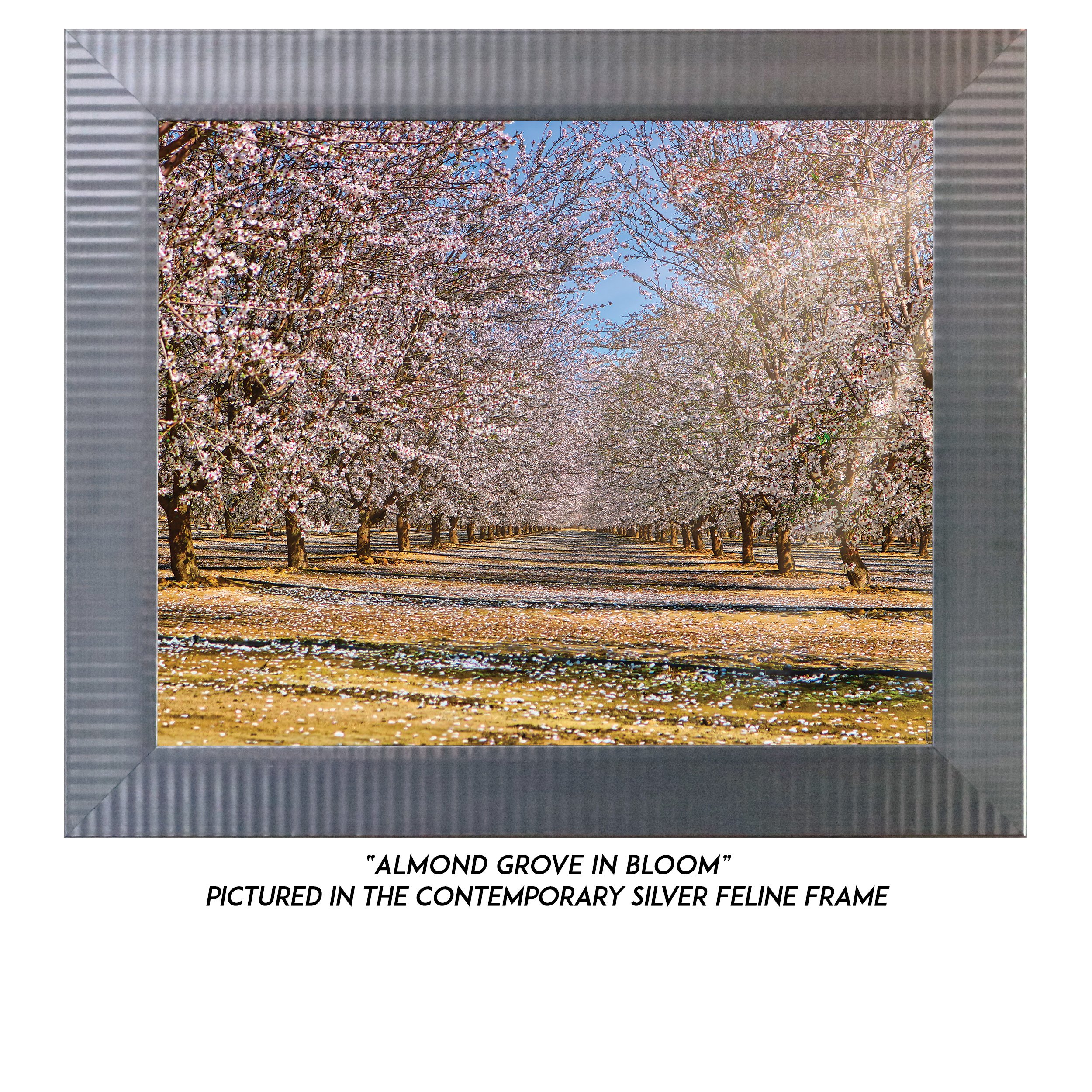 Almond-Grove-In-Bloom-S.jpg