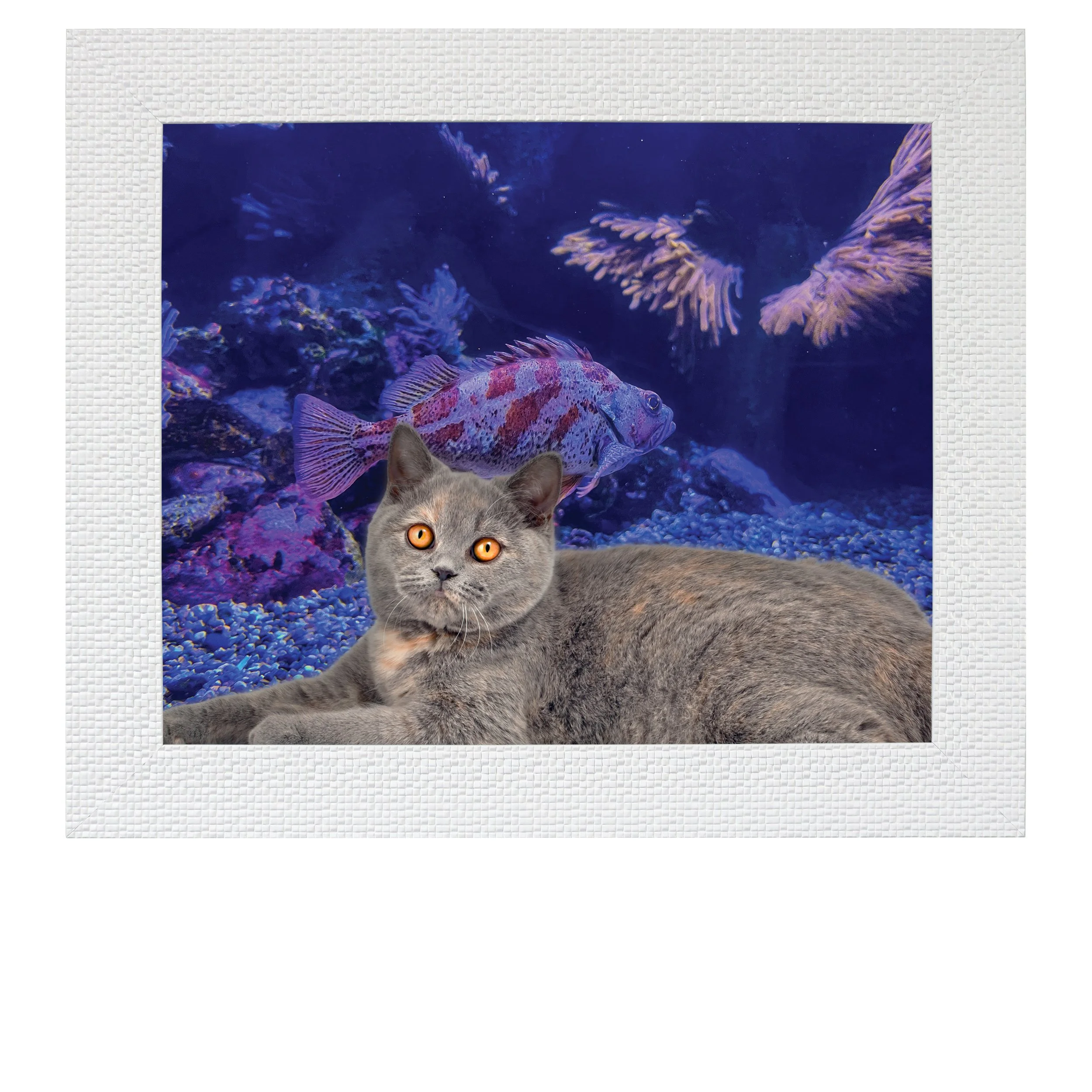 One-In-A-Vermilion-CAT.jpg