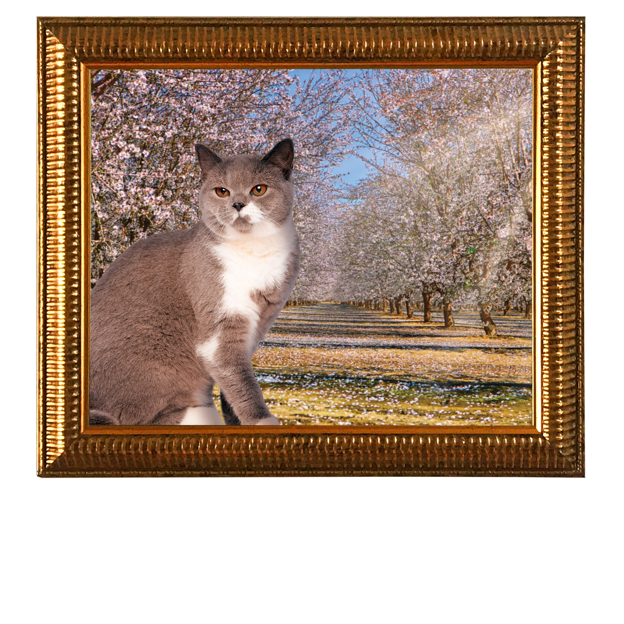 Almond-Grove-In-Bloom-CAT.jpg
