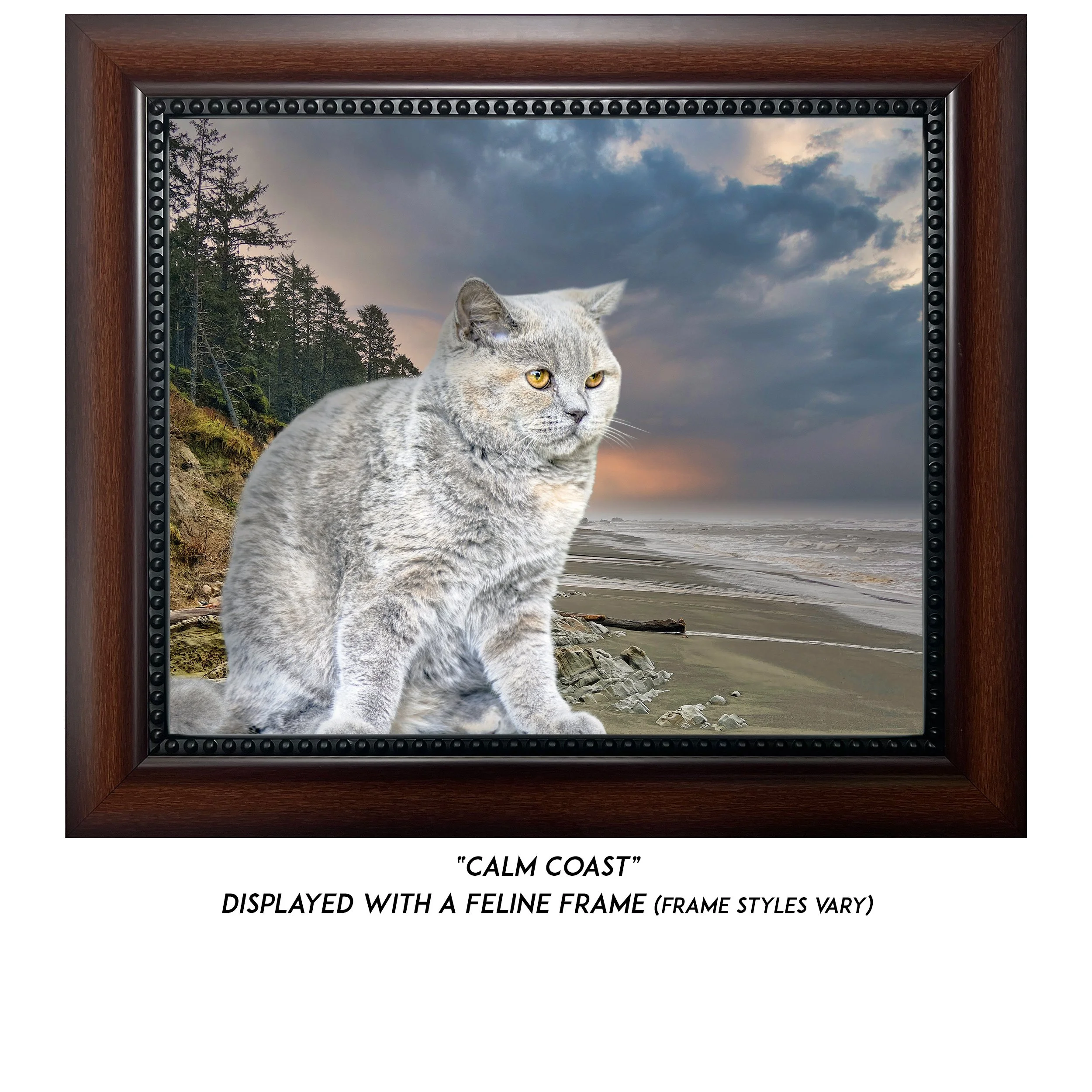 Calm-Coast-CAT.jpg (Copy)