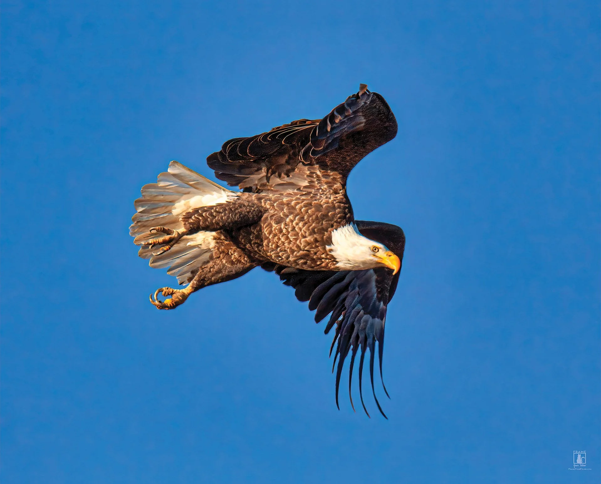 "Eagle In Flight" | Photography by Mike Powell