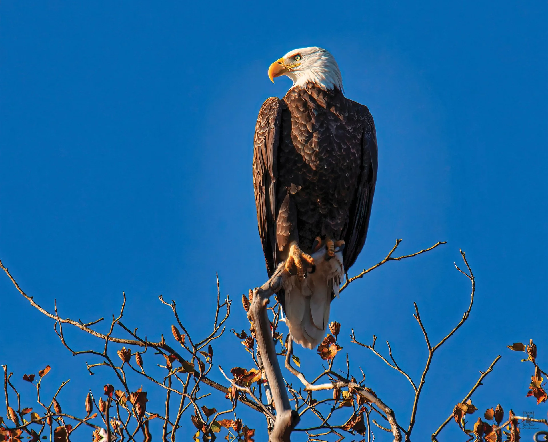 "Eagle Lookout" | Photography by Mike Powell
