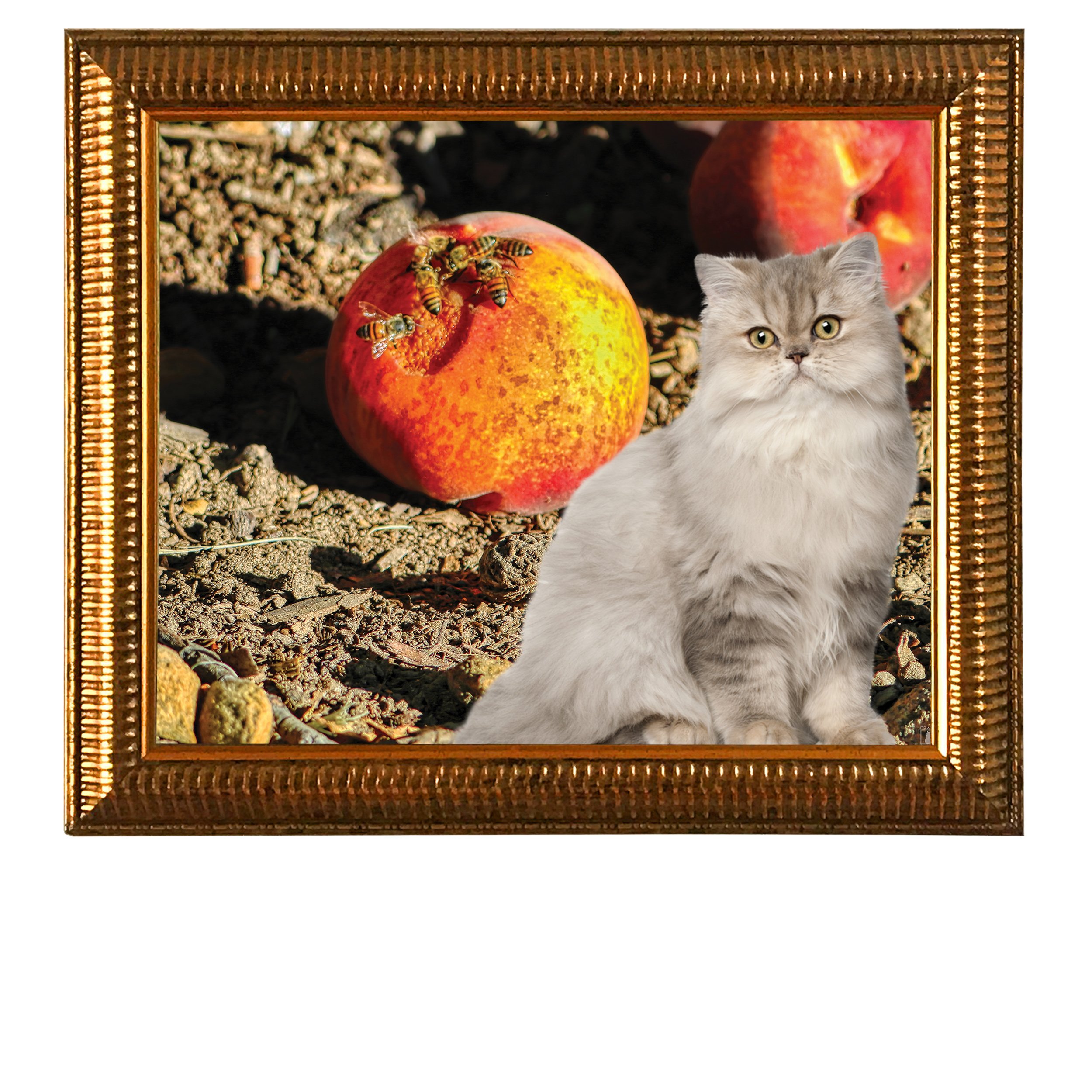 Bee-Peachy-CAT.jpg