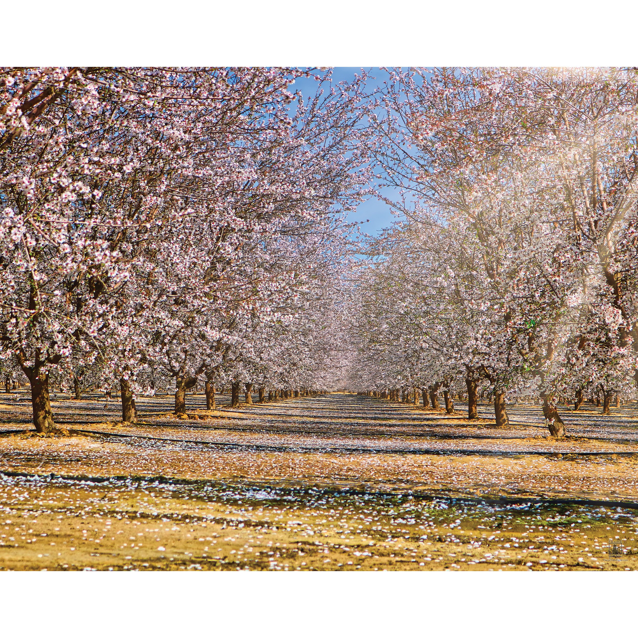 "Almond Grove In Bloom" | By Brian Vermeire