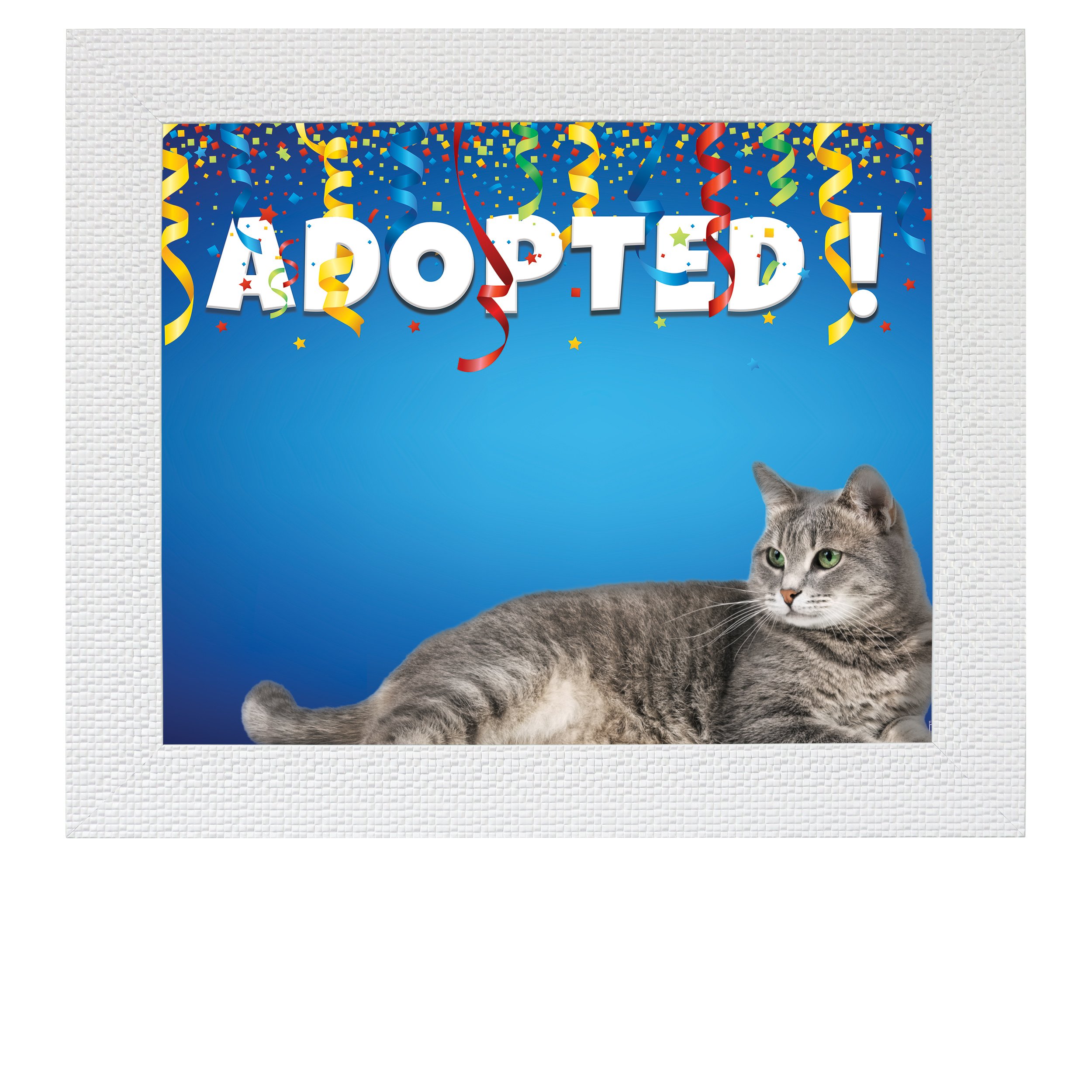 Adopted-(Confetti)-CAT.jpg
