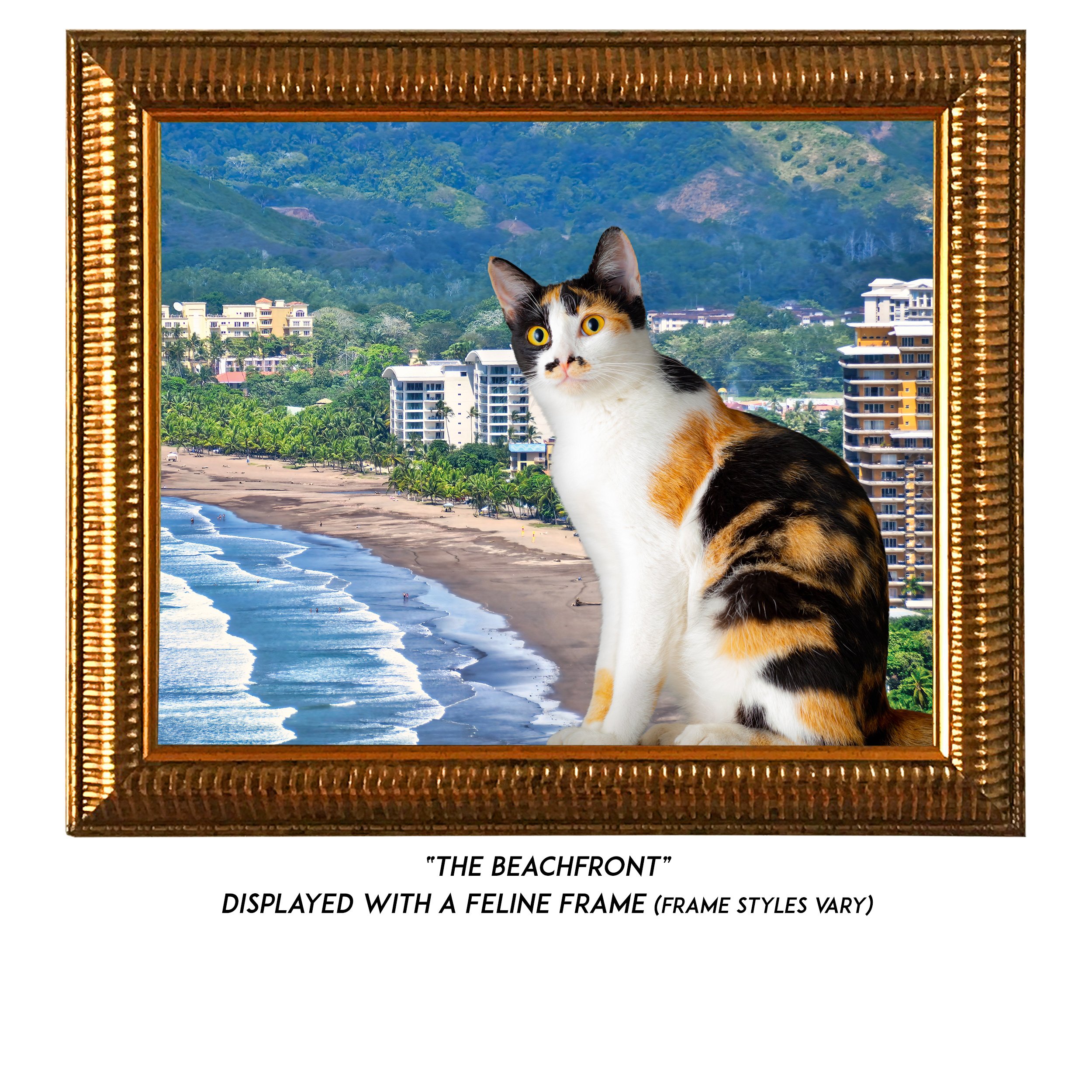 The-Beachfront-CAT.jpg