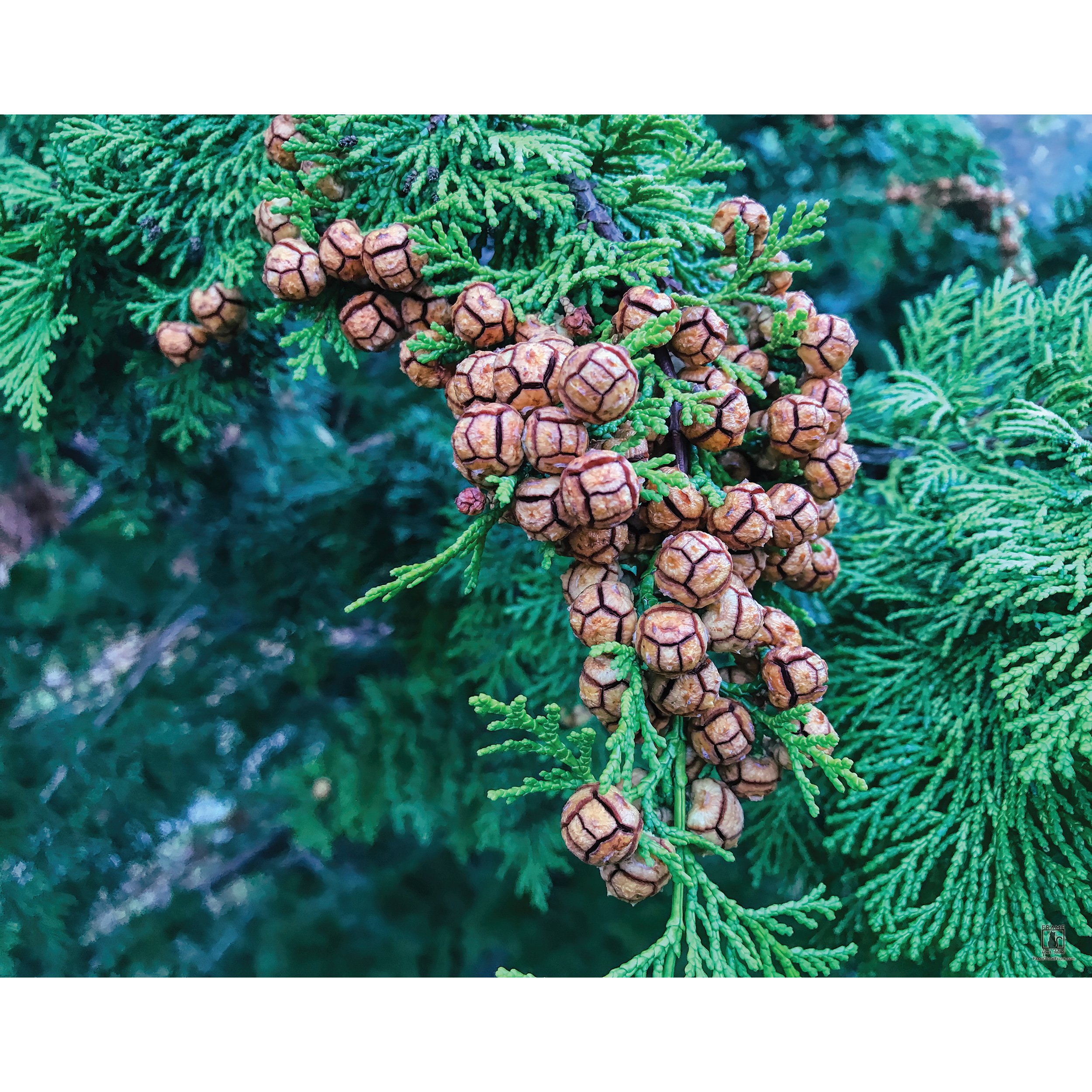"Soccer Ball Tree" | By Bill V. Photography