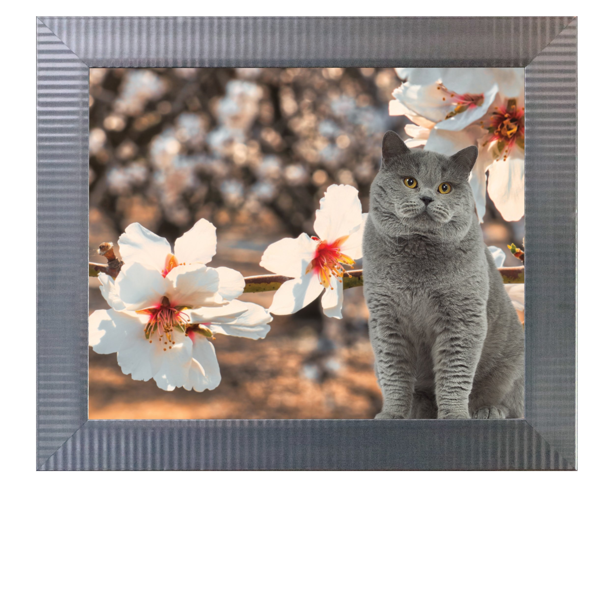 Almond-Blossom-Branch-CAT.jpg