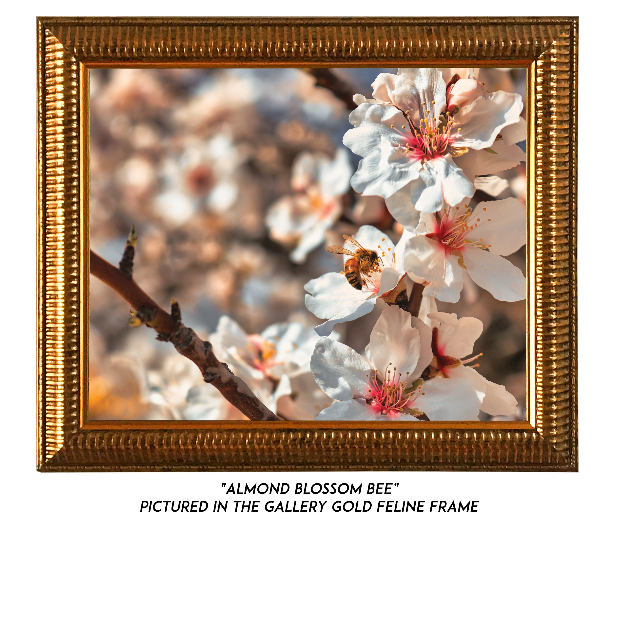 Almond-Blossom-Bee-G.jpg