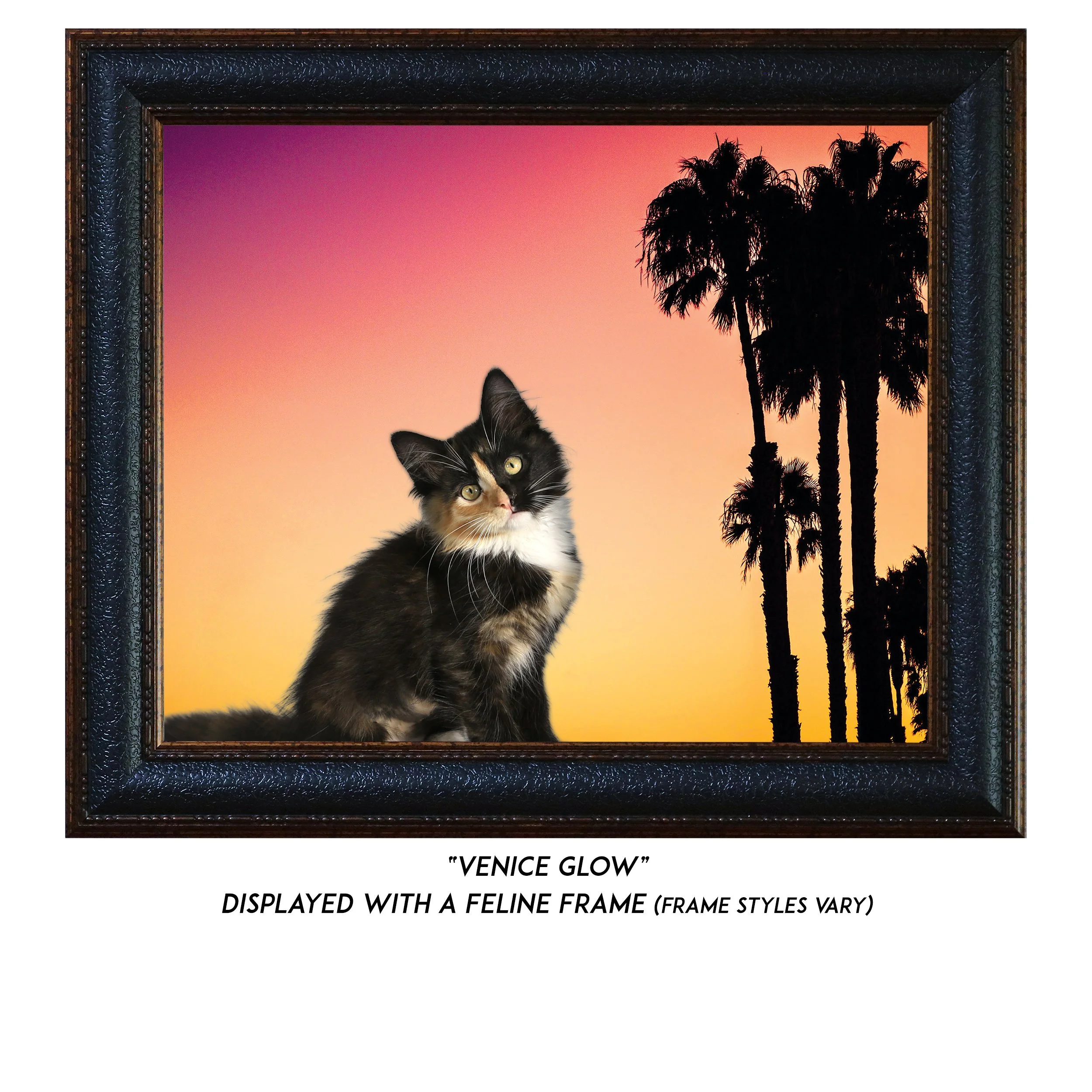 Venice-Glow-CAT.jpg