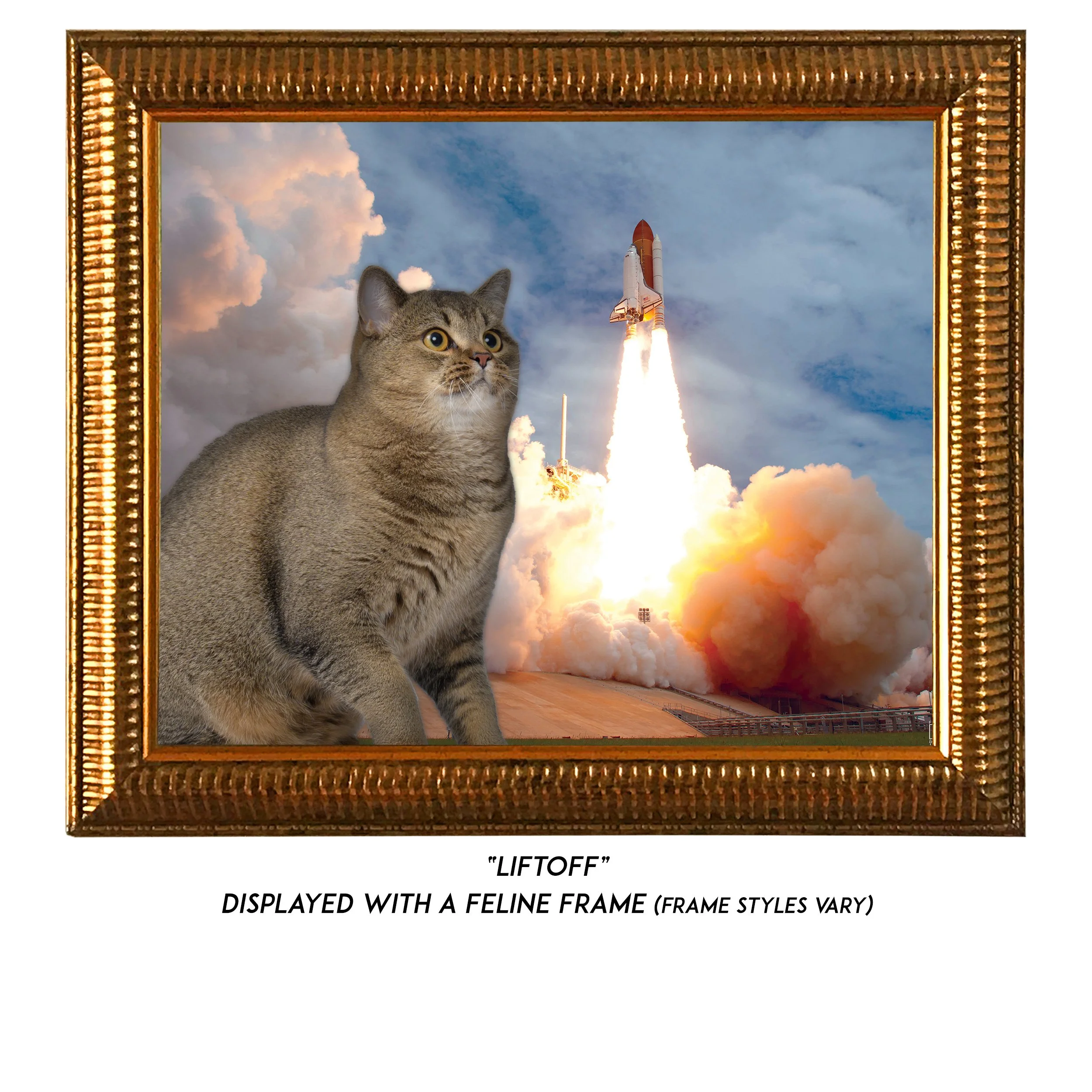 Liftoff-CAT.jpg