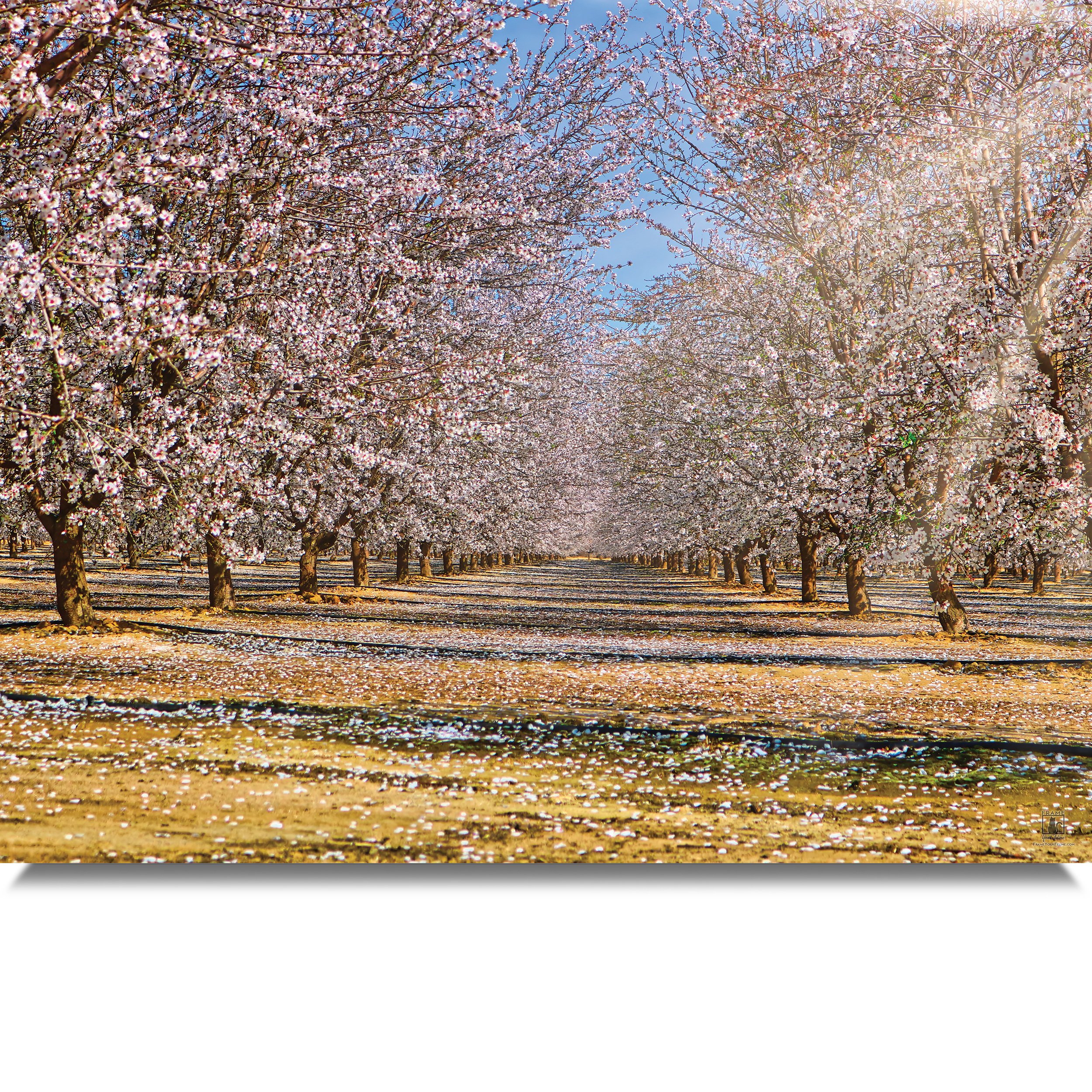 Almond-Grove-In-Bloom-MB.jpg