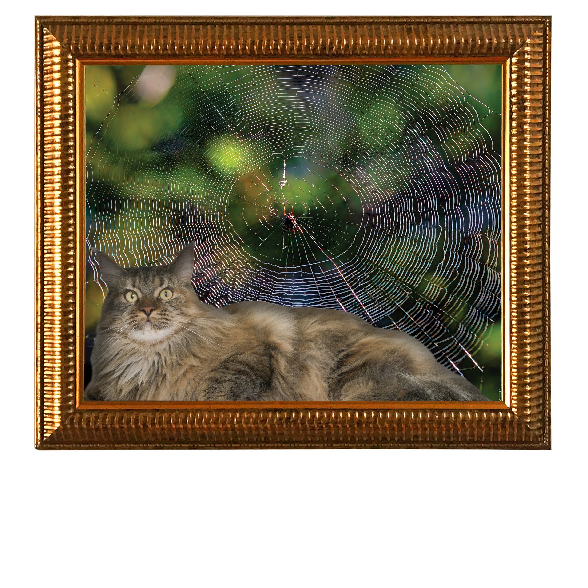 The-Treacherous-Trap-CAT.jpg
