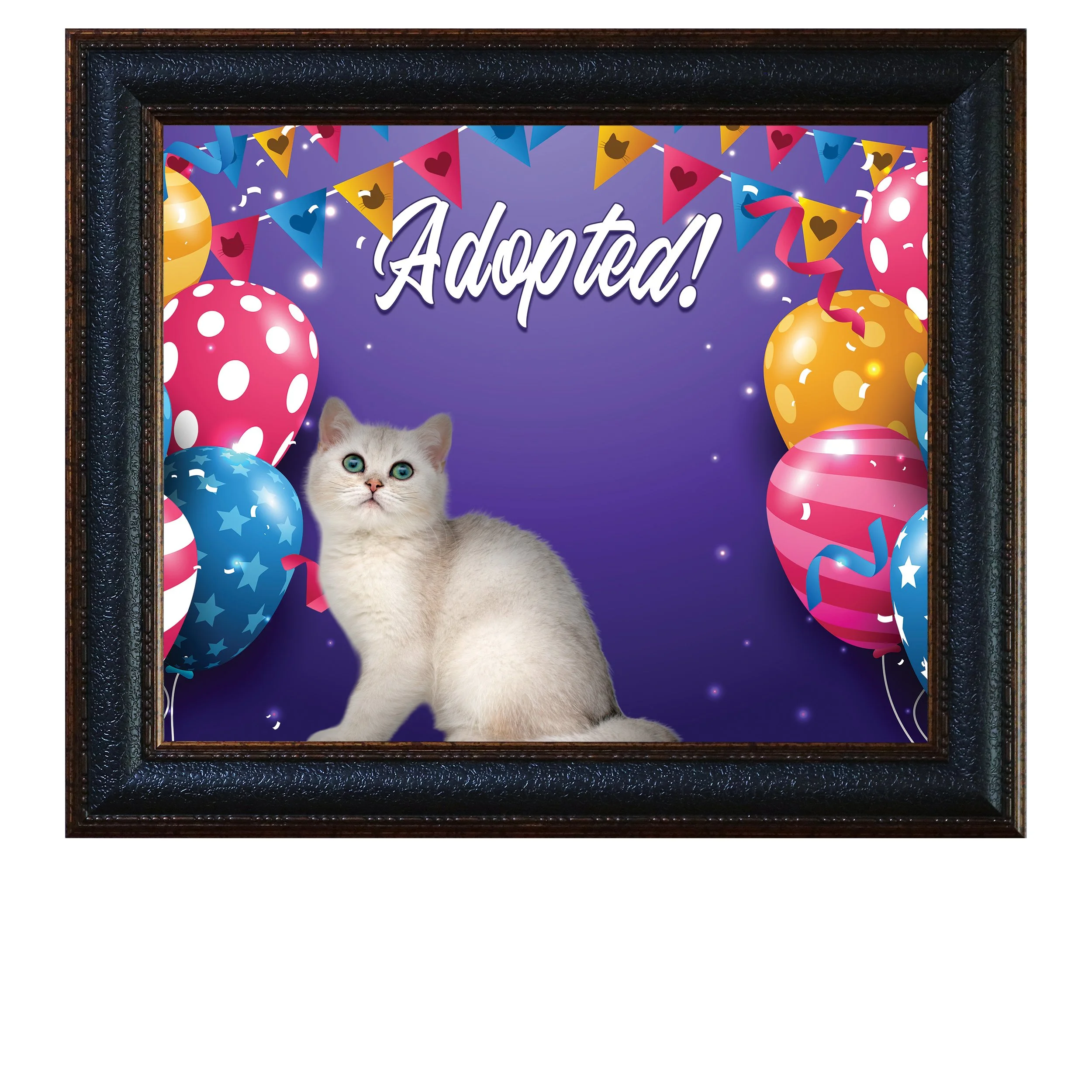 Adopted-(Balloon-Party)-CAT.jpg
