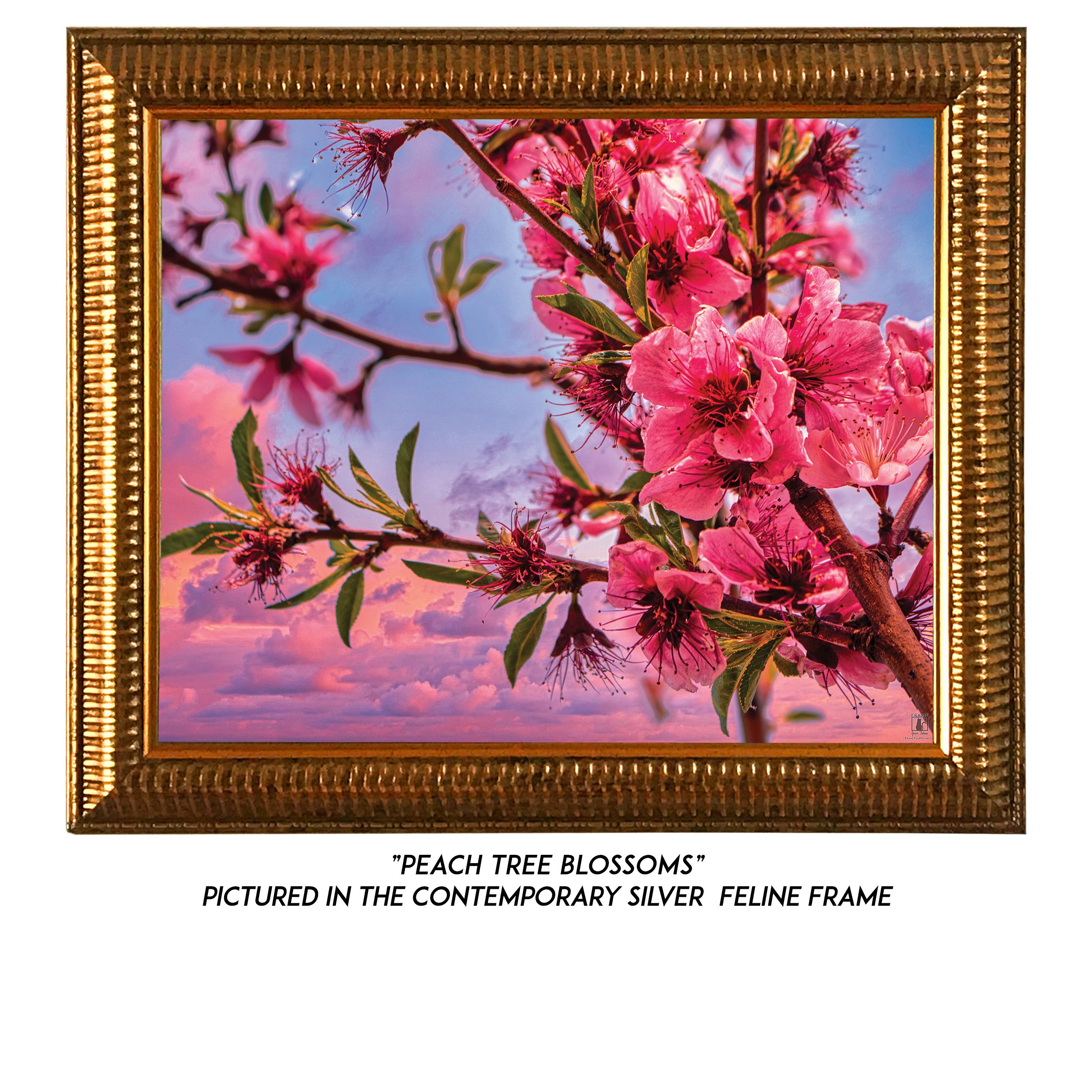 Peach-Tree-Blossoms-G.jpg