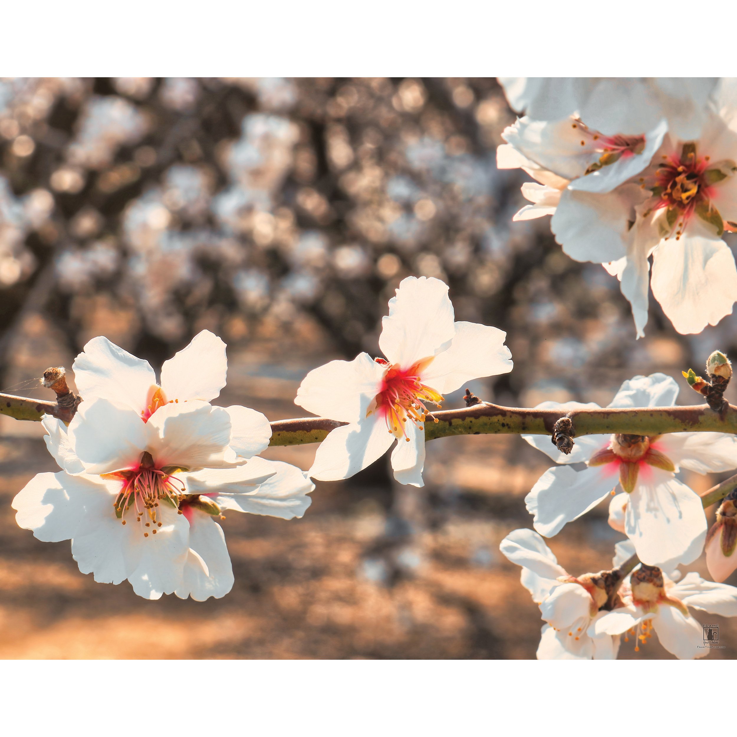 "Almond Blossom Branch" | By Brian Vermeire