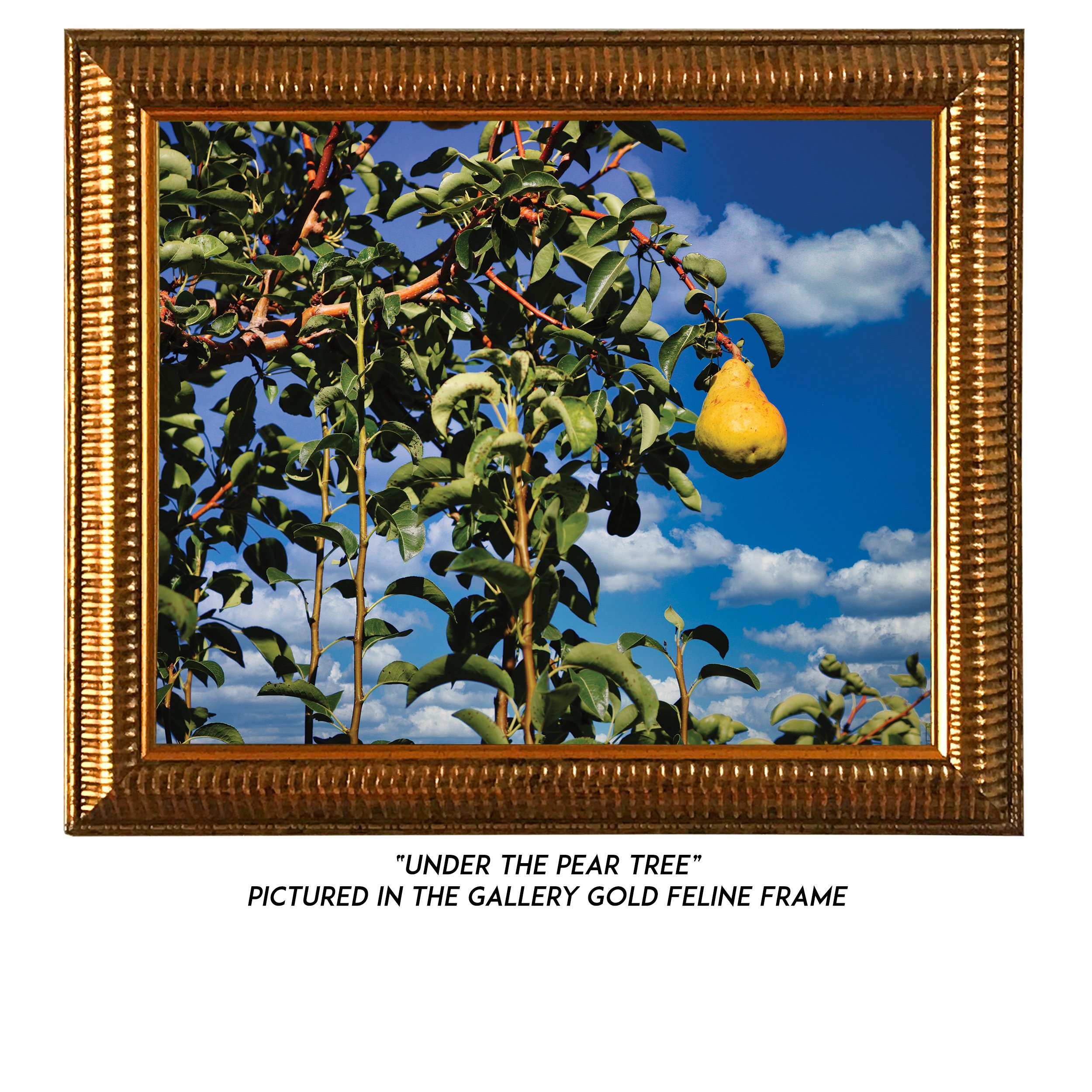 Under-The-Pear-Tree-G.jpg