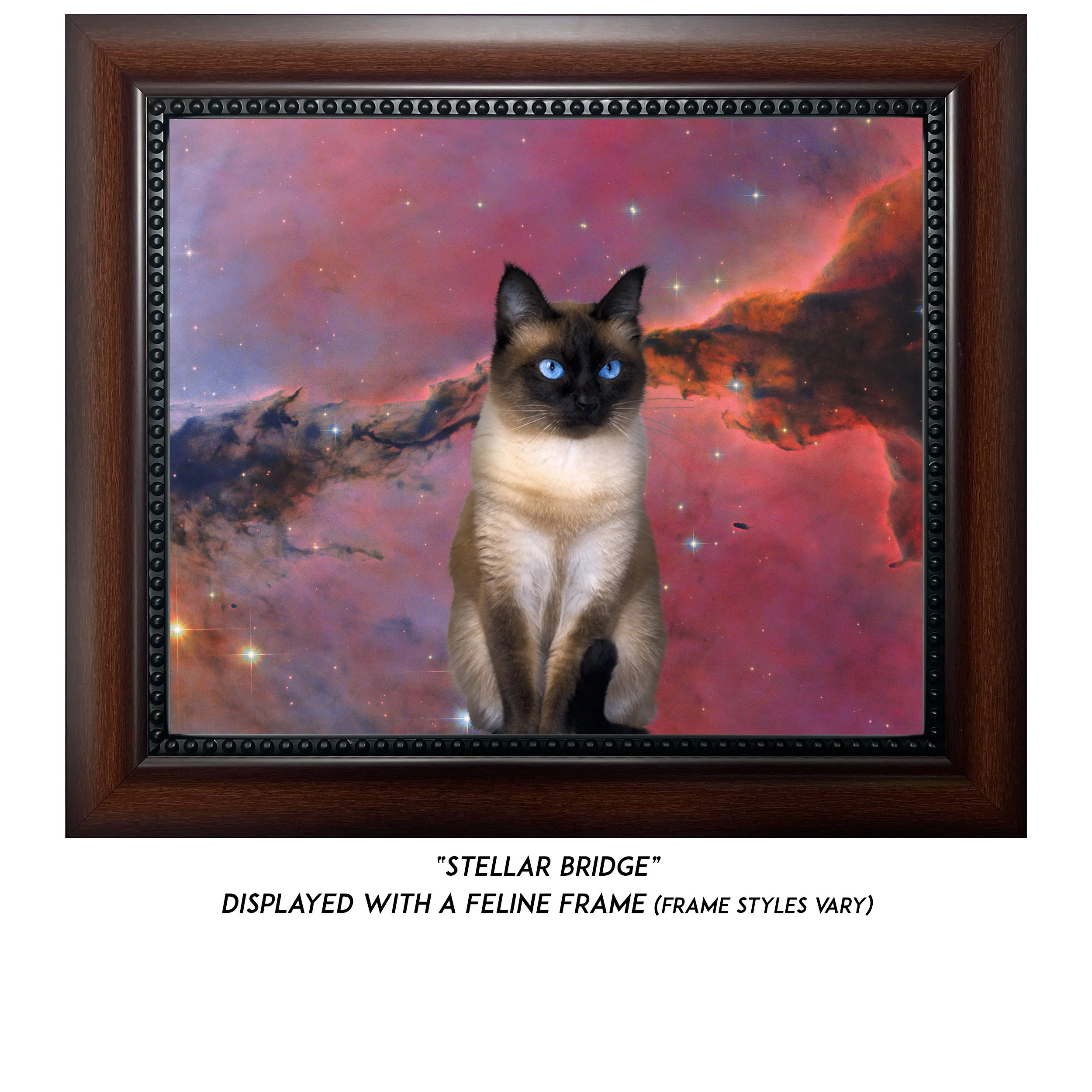 Stellar-Bridge-CAT.jpg
