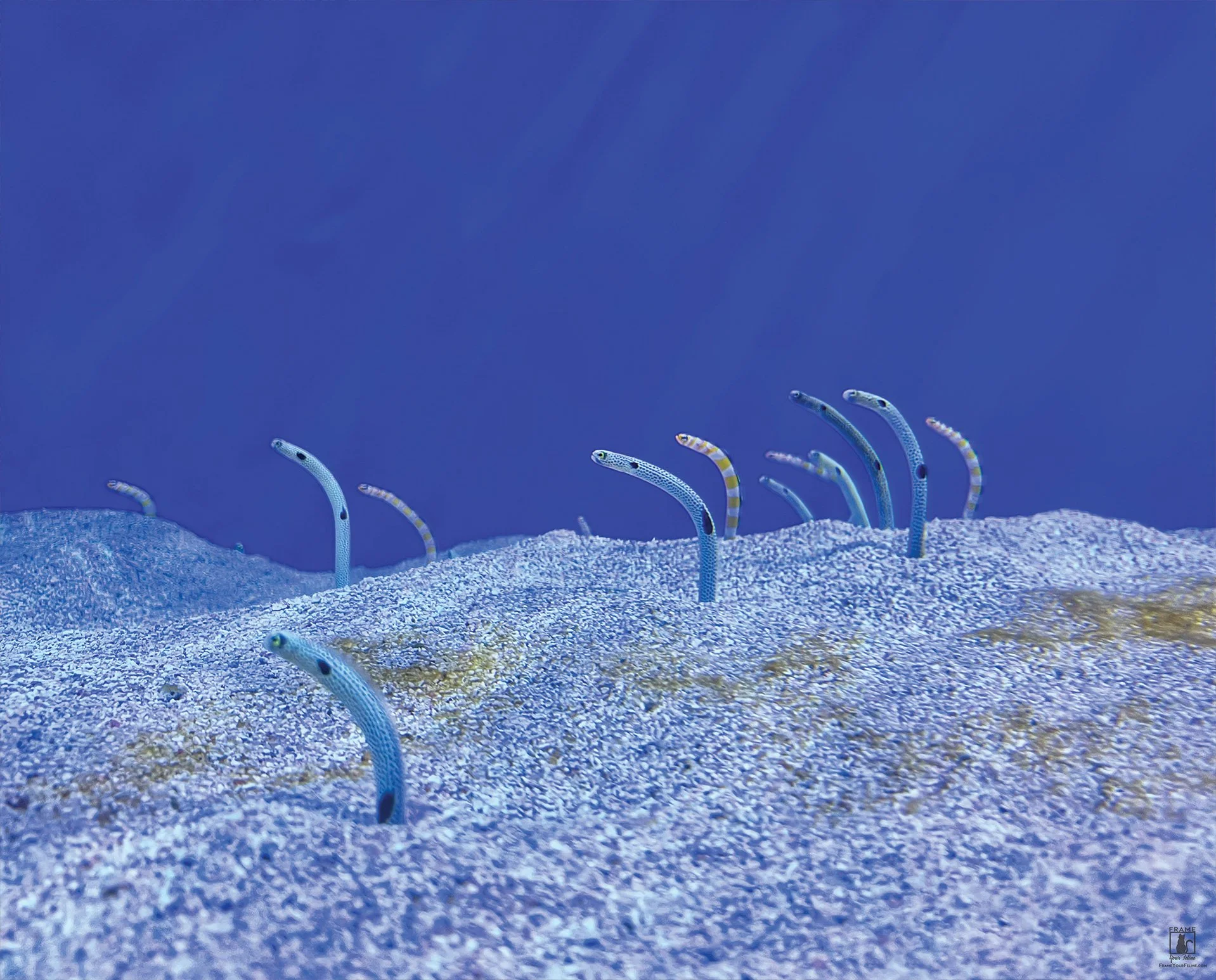 "Eel Playground" | Photography by Kristina Hughes
