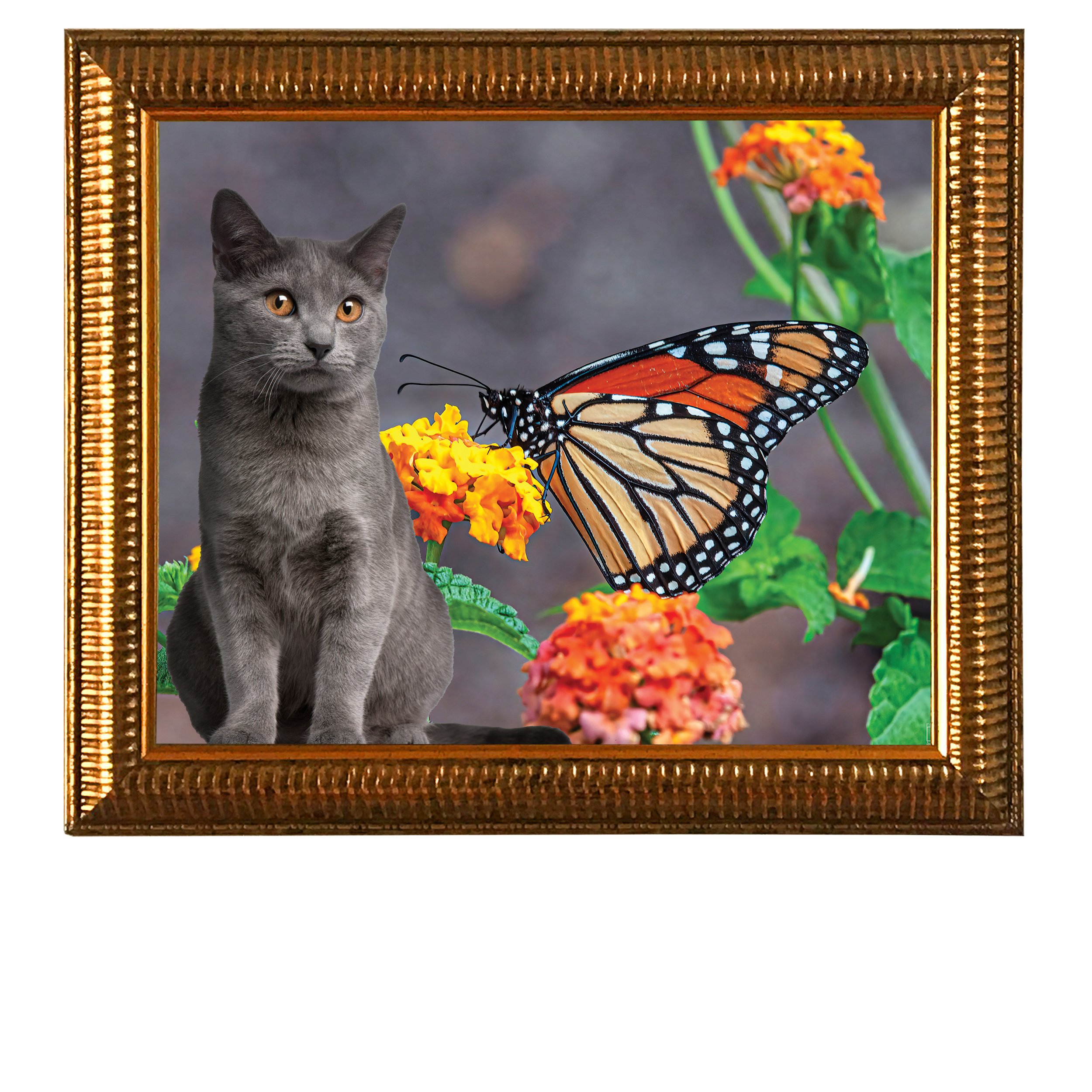Magnificent-Monarch-CAT.jpg