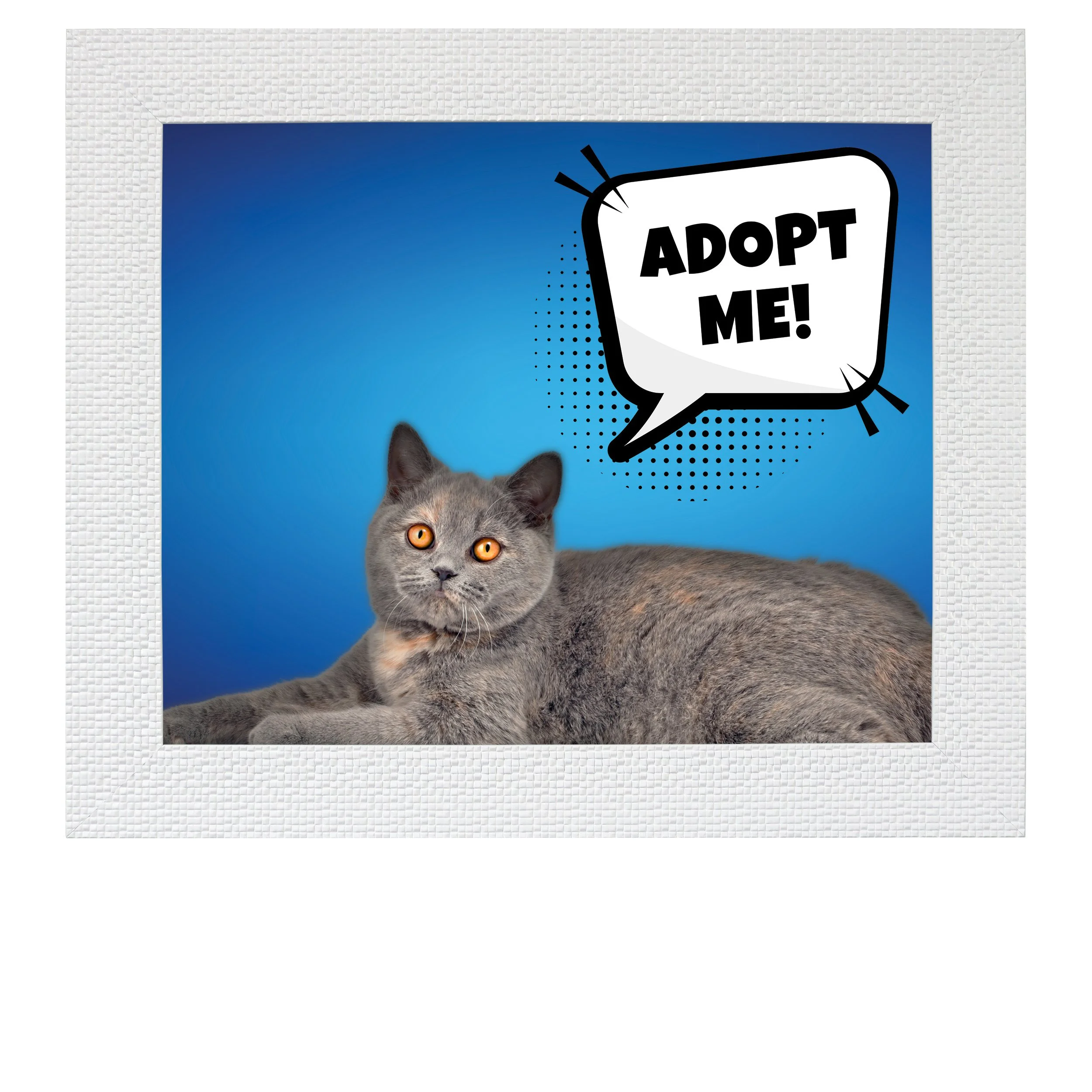 Adopt-Me-(Blue-Gradient)-CAT.jpg