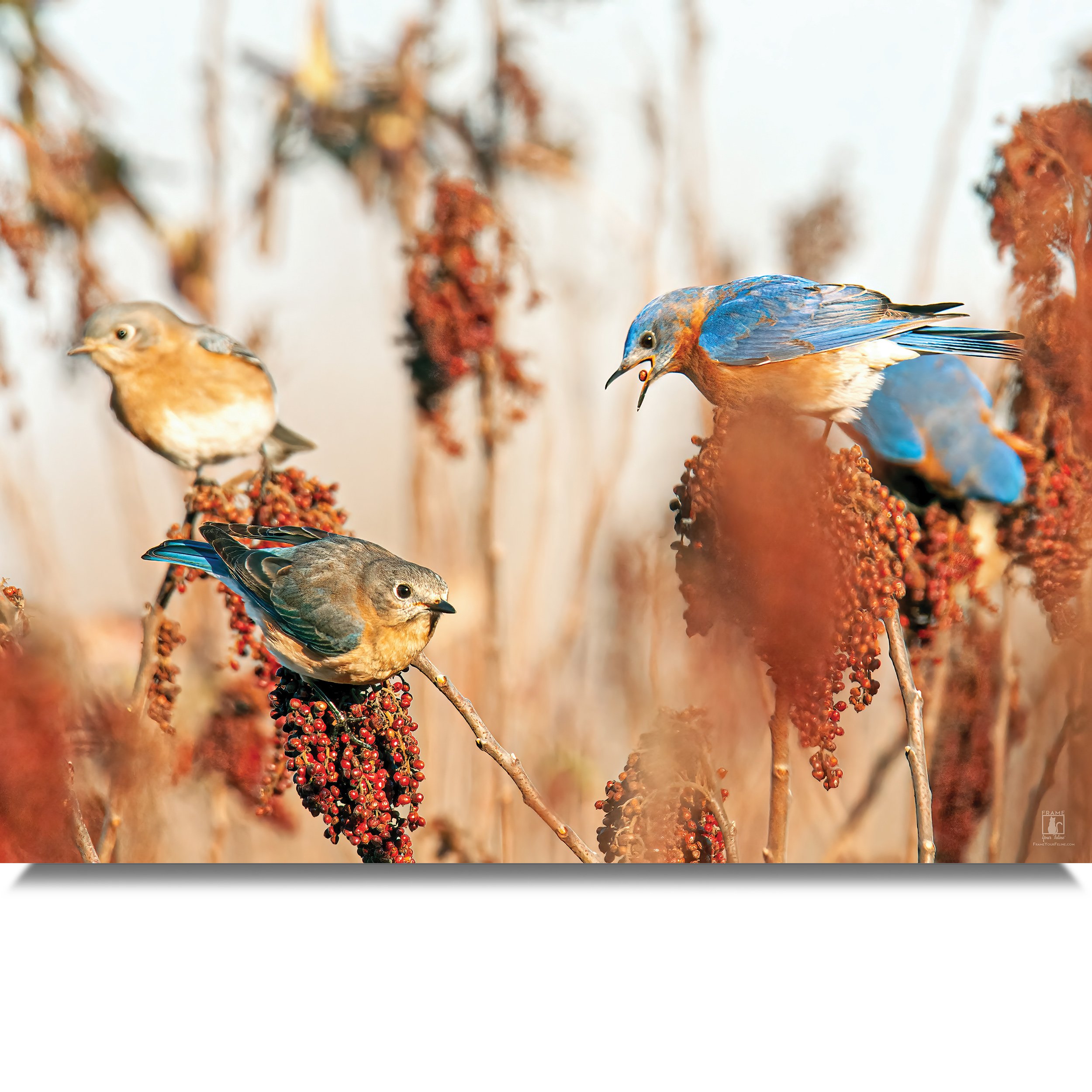 Bluebird-Buffetr-MB.jpg